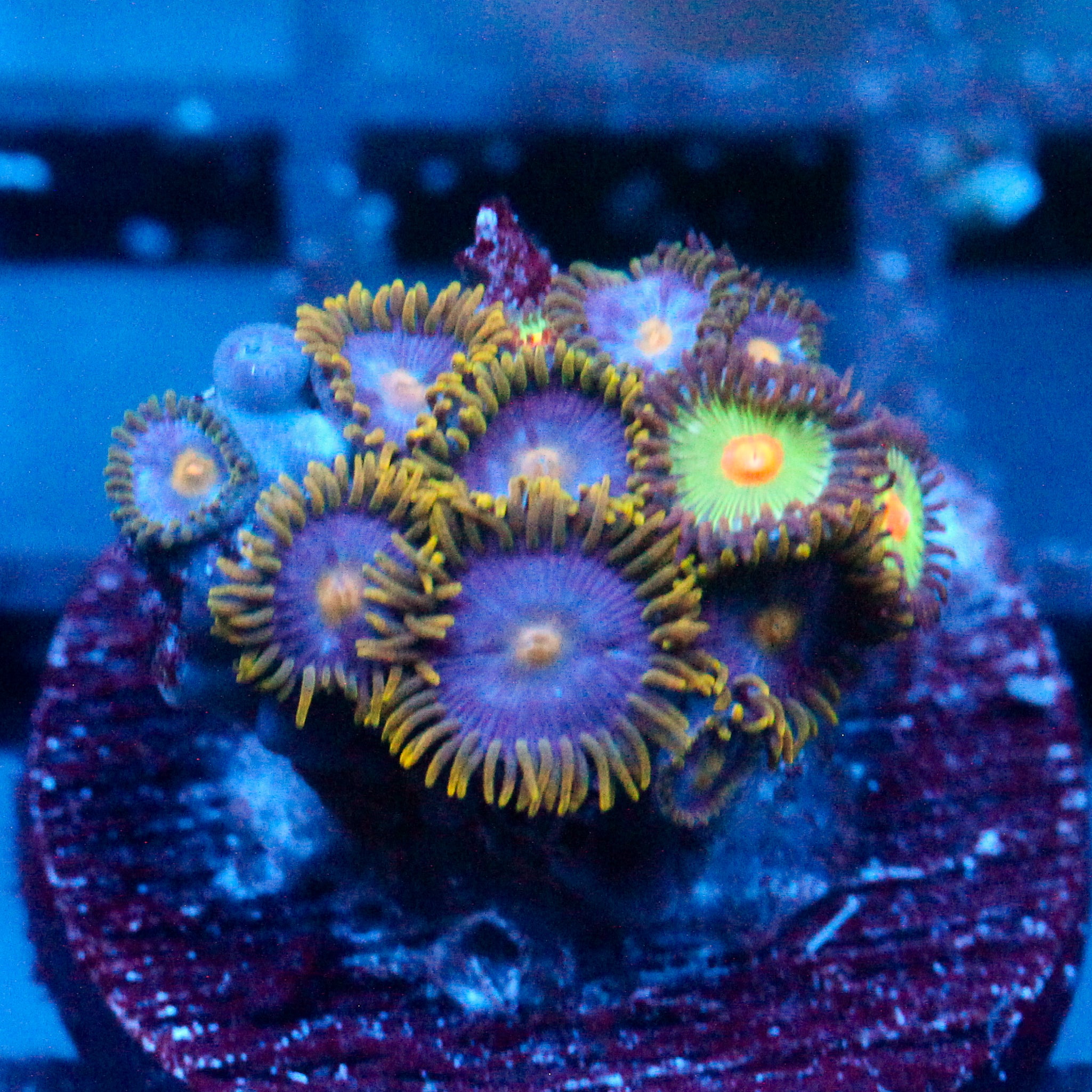 JC Blue Demon Zoanthid