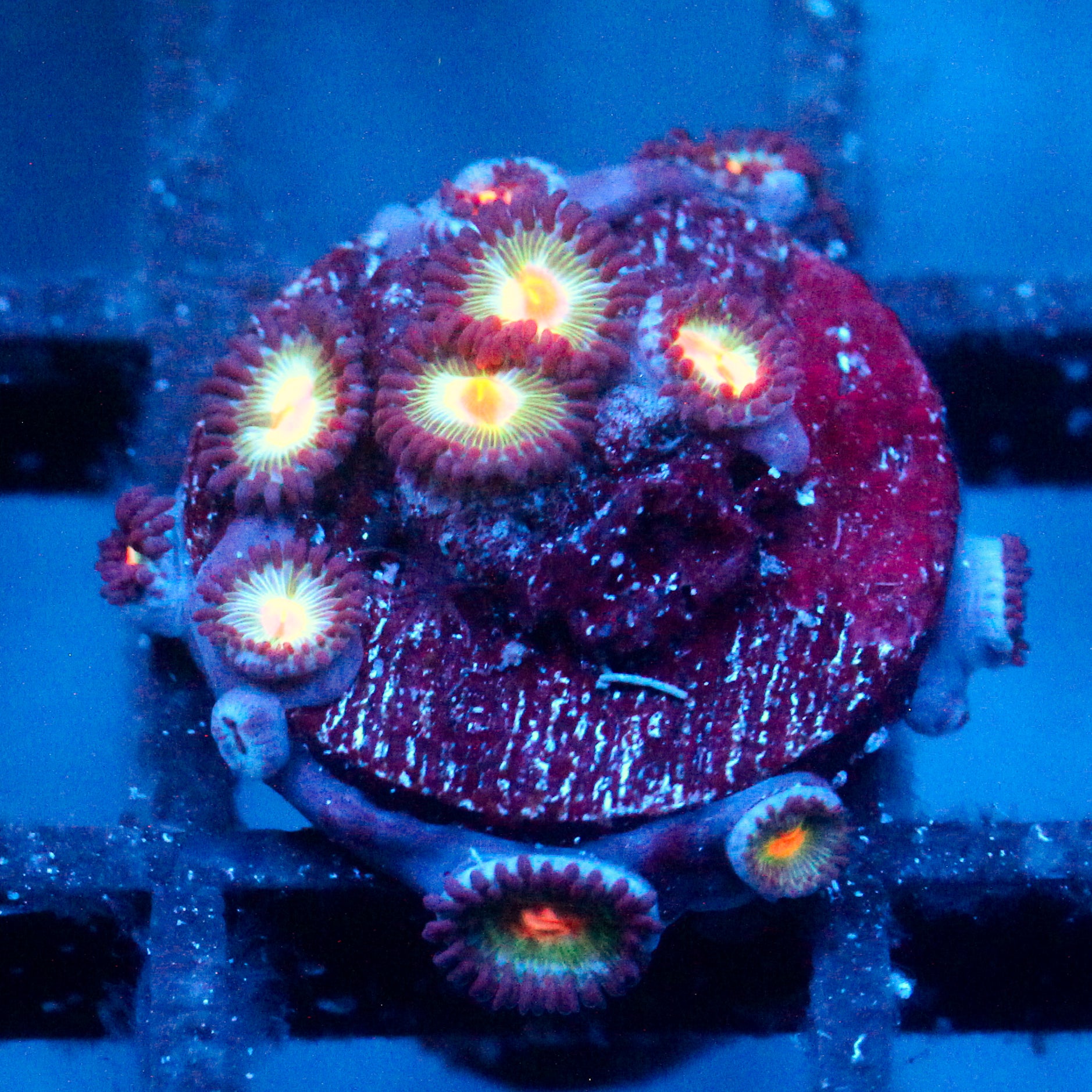 JC Gatorade Zoanthids