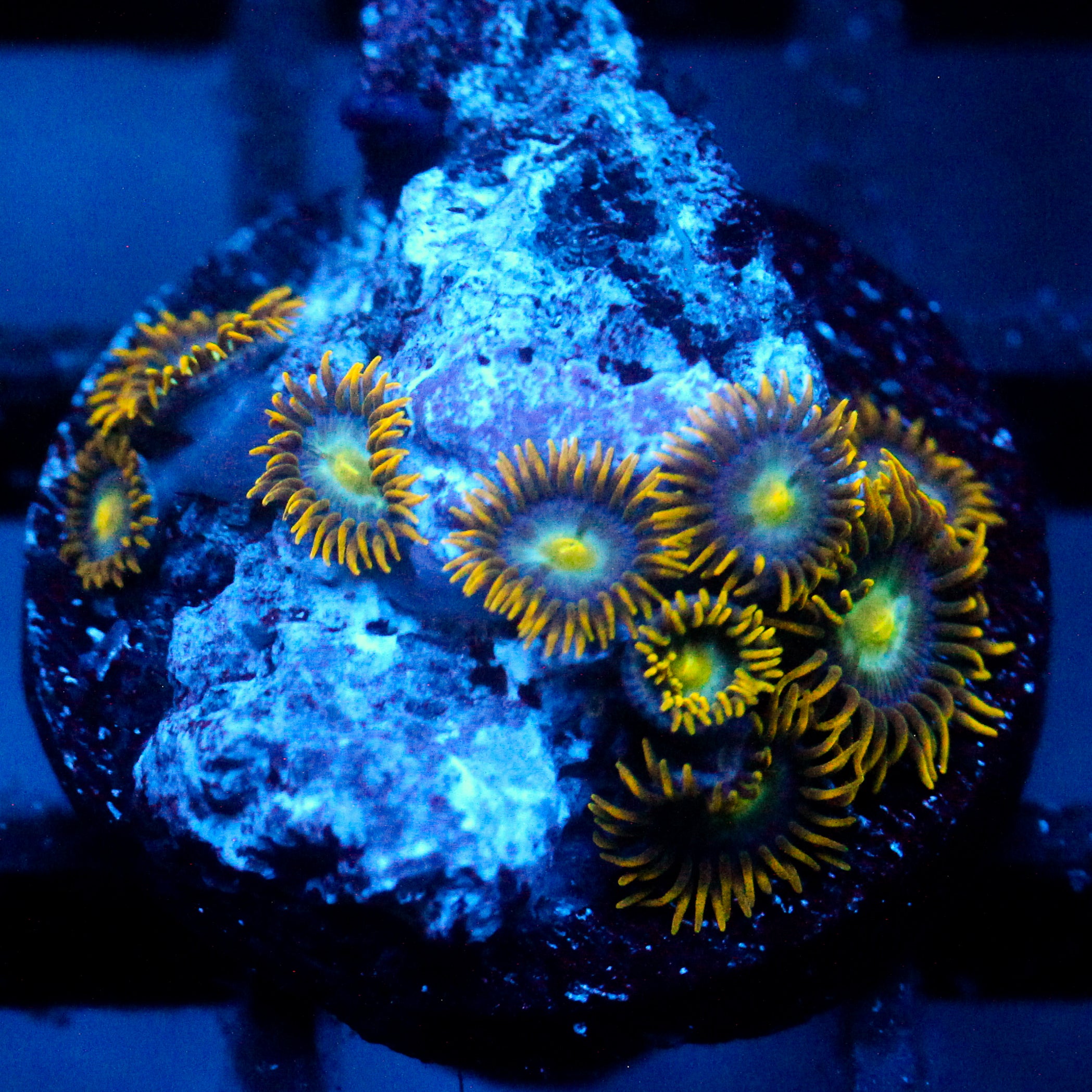 JC Saturn Zoanthid