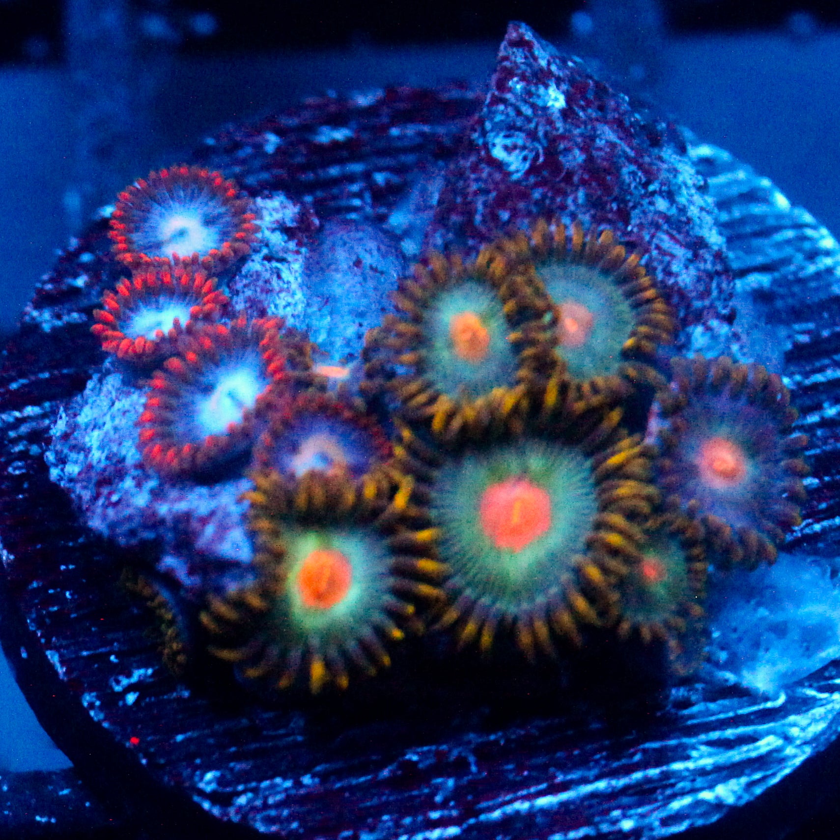 JC Zoa Garden Seed