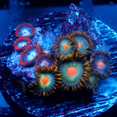 JC Zoa Garden Seed