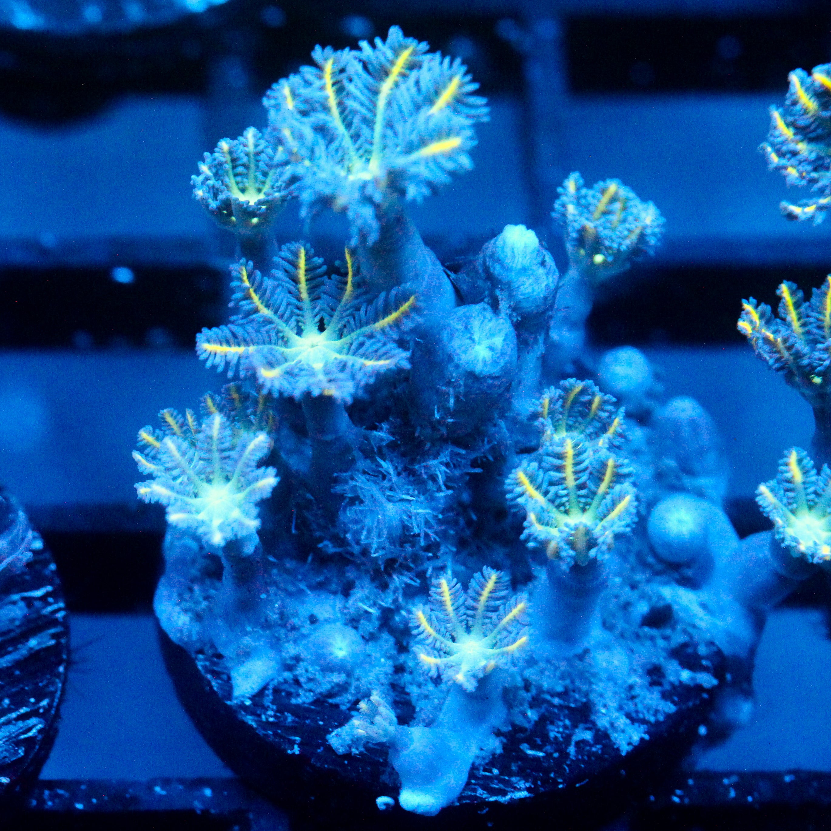 JC Orange Tip Clove Polyp