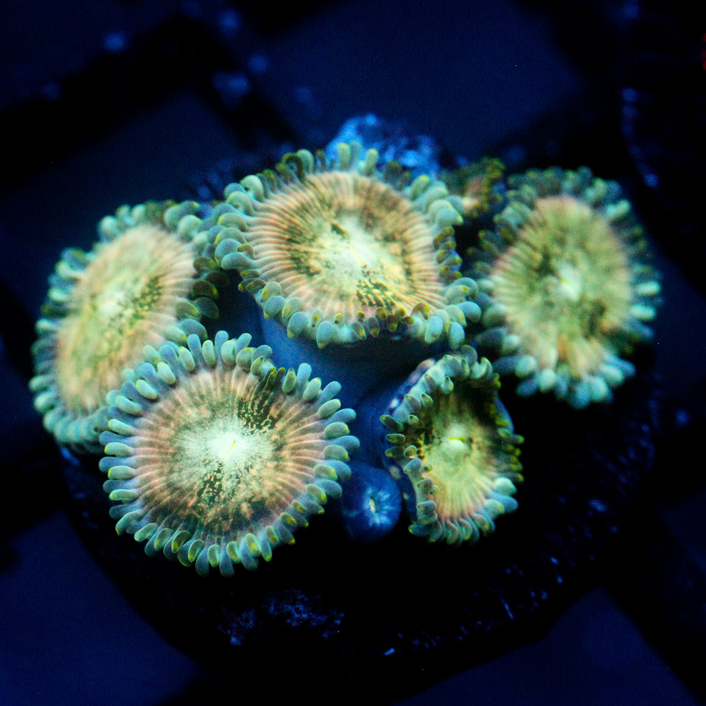 JC Hawaiian Ding Dang Zoanthid