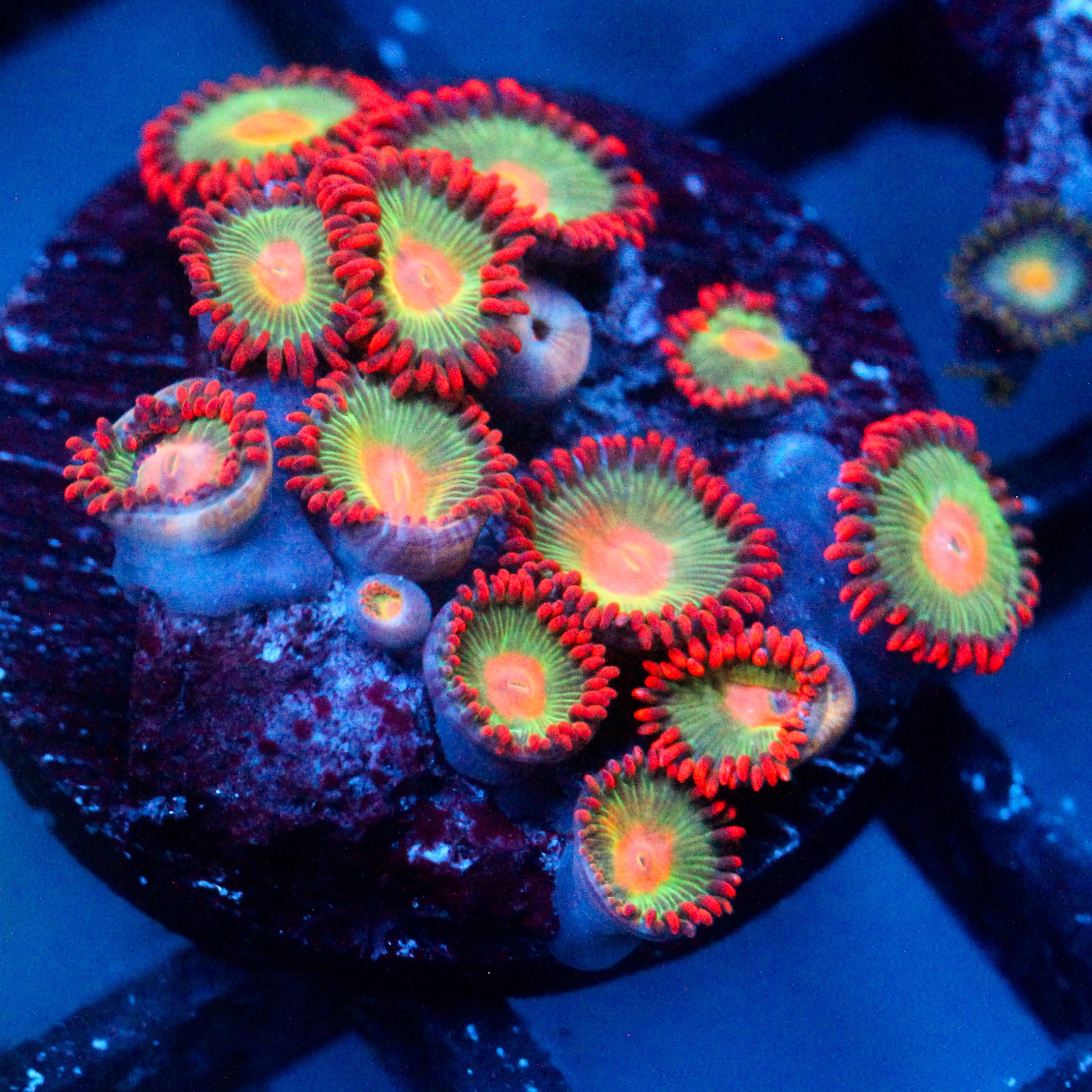 JC Gatorade Zoanthids