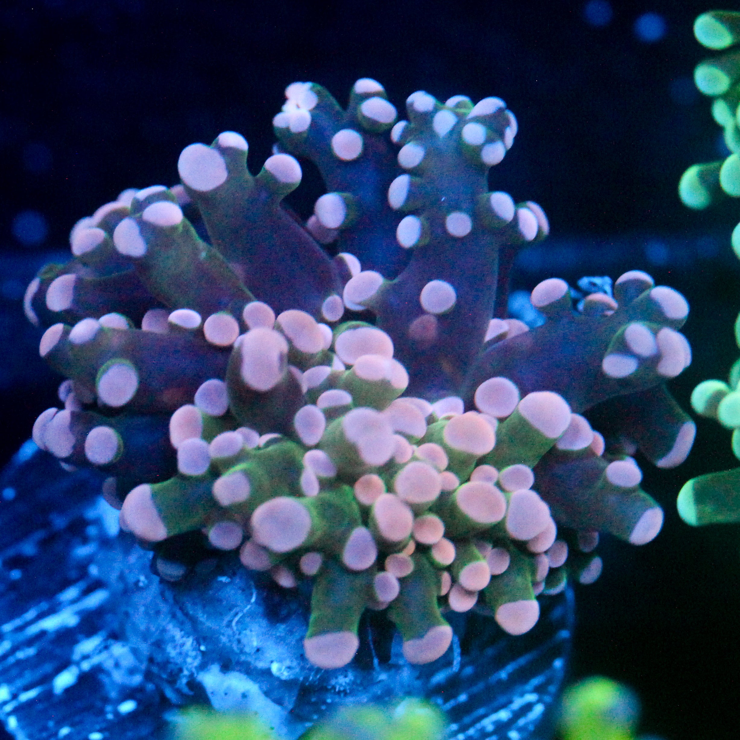 JC Pink Tip Frogspawn
