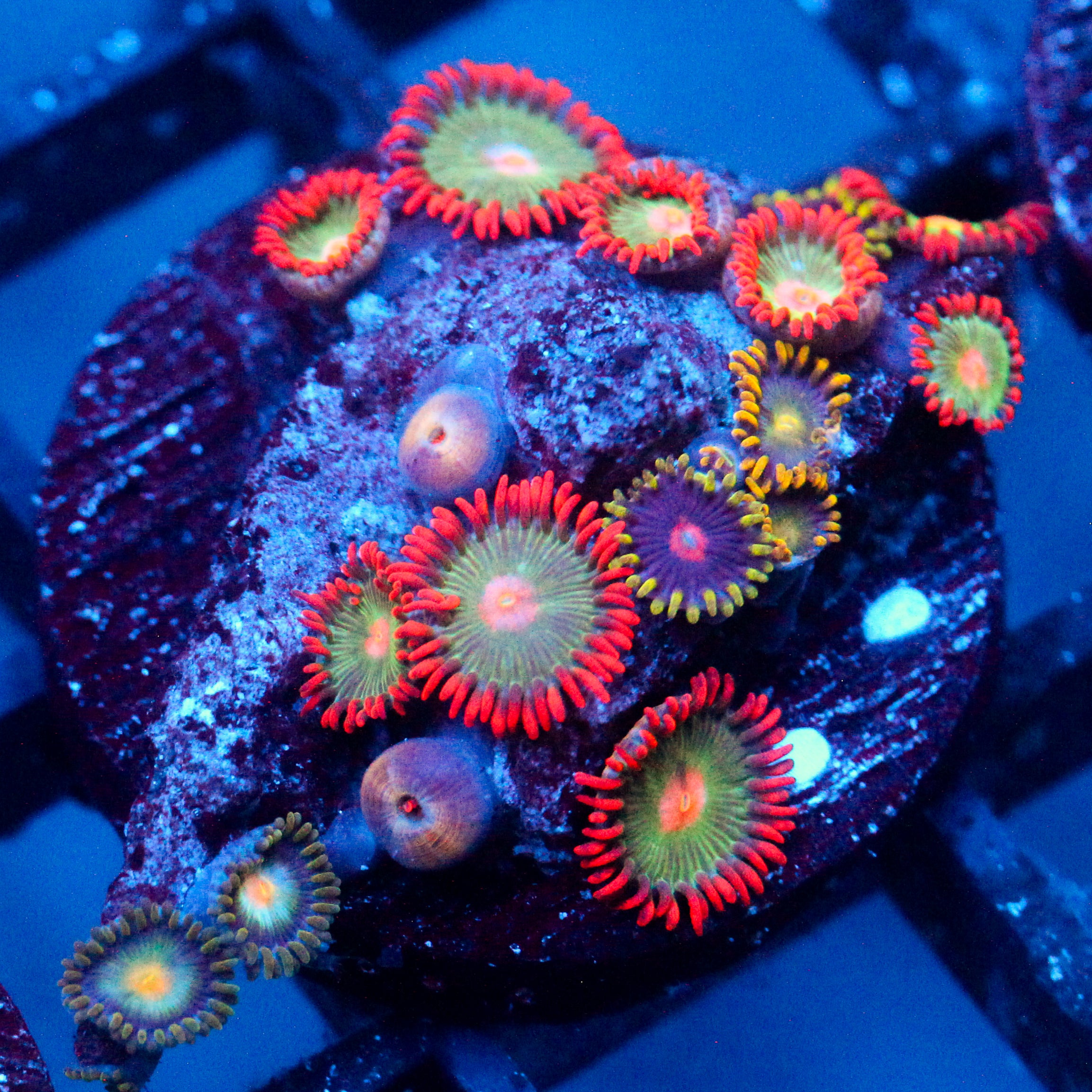 JC Gatorade Zoanthids