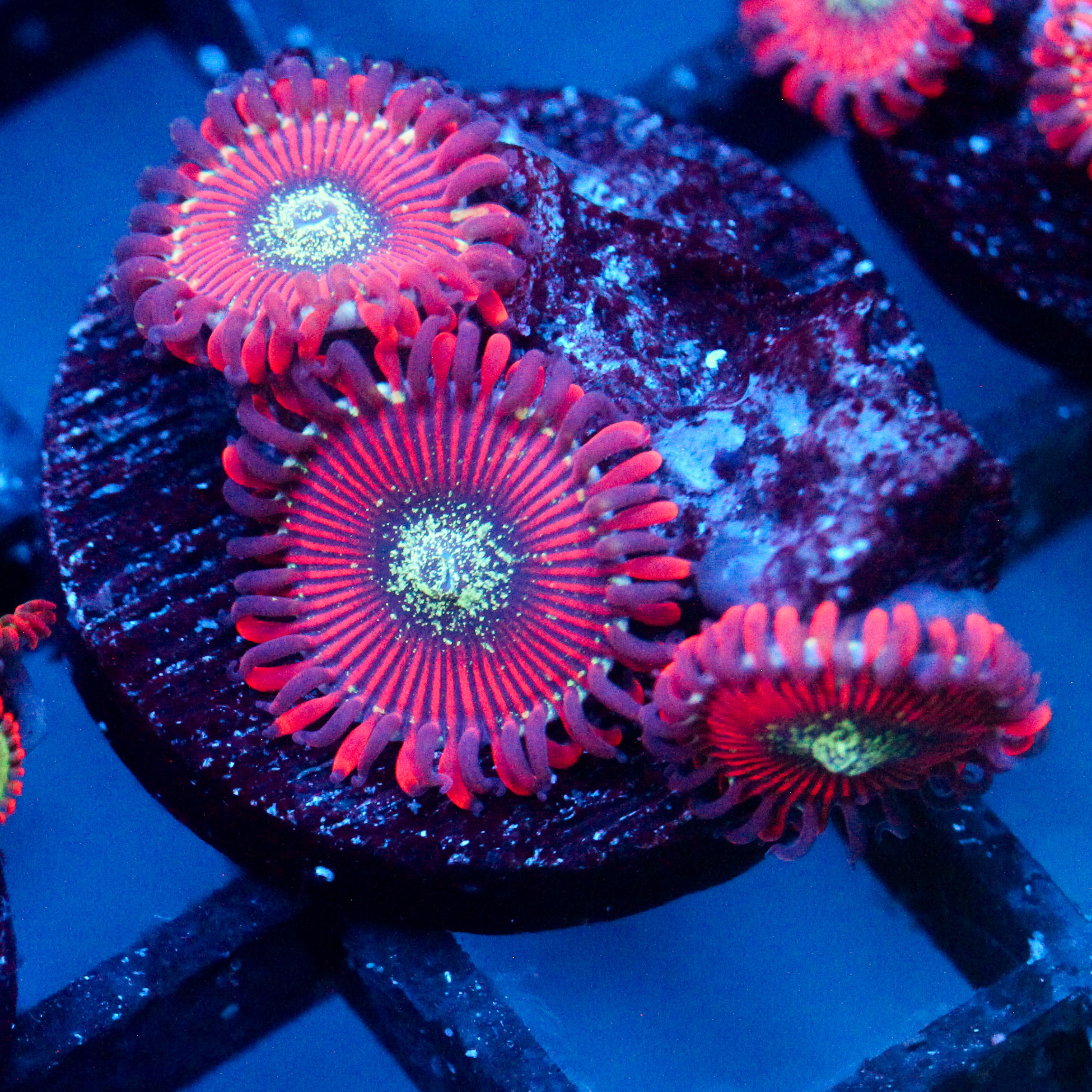 JC Magician's Zoanthid