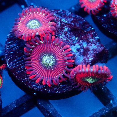 JC Magician's Zoanthid