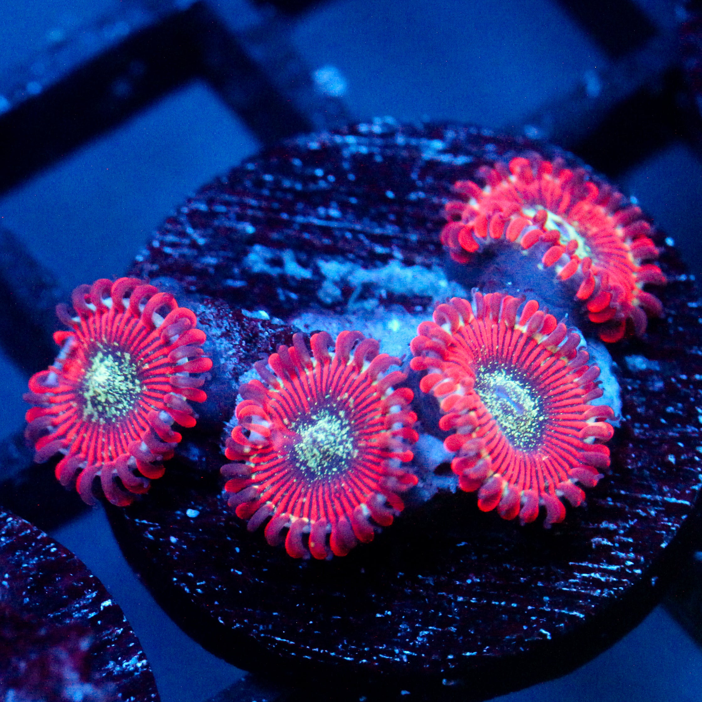 JC Magician's Zoanthid