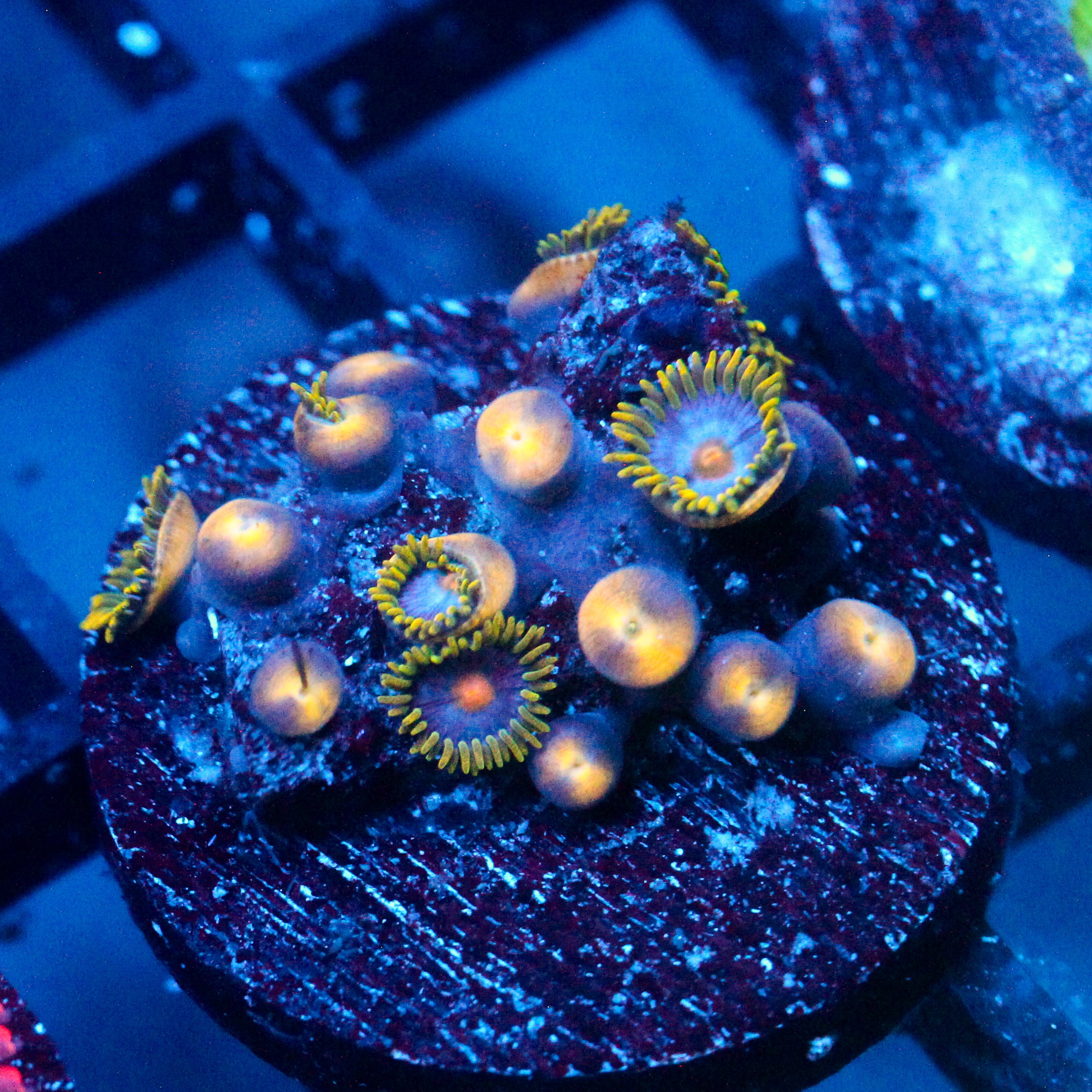 JC Gold Burn Zoanthid