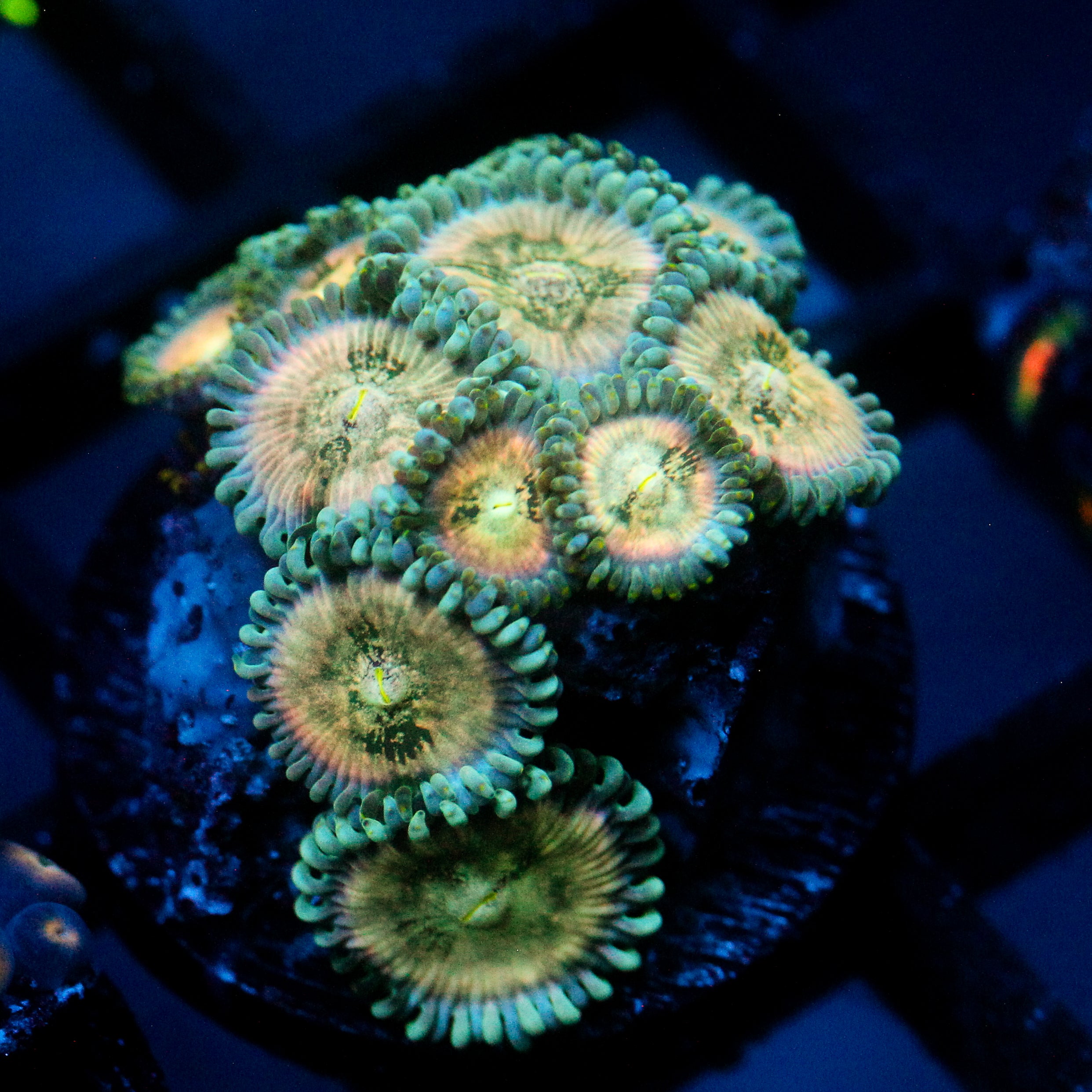 JC Hawaiian Ding Dang Zoanthid