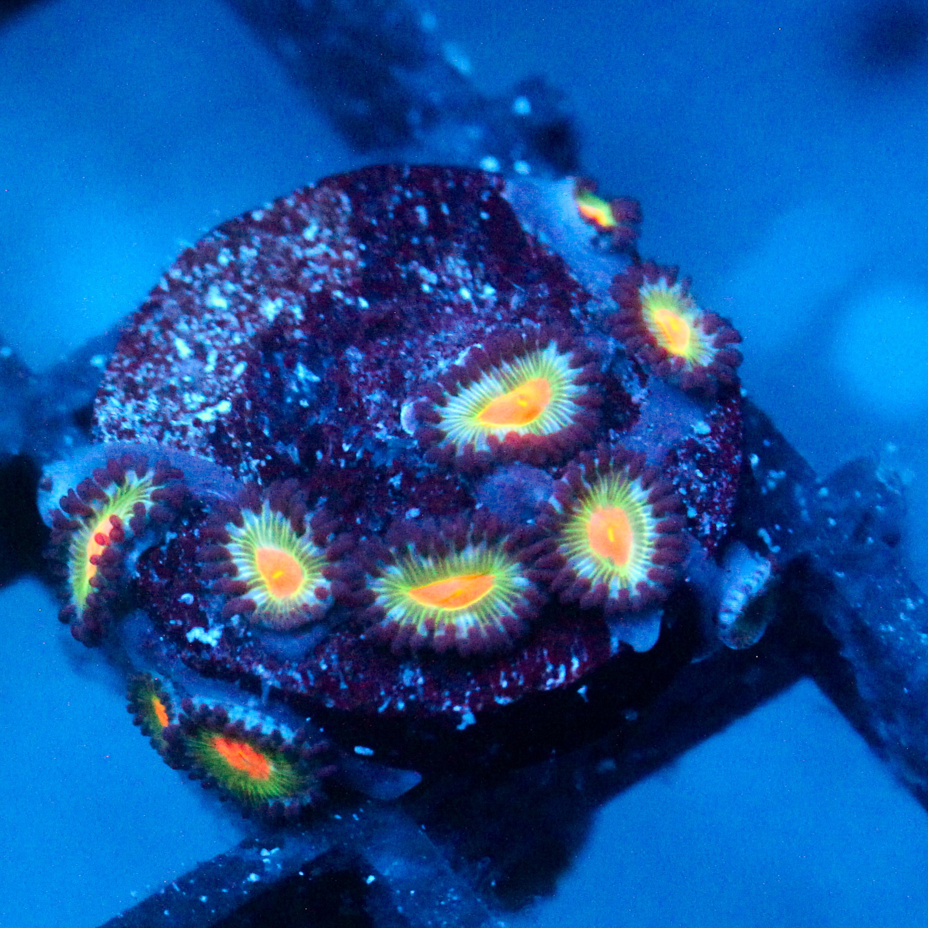 JC Alien Blood Zoanthid