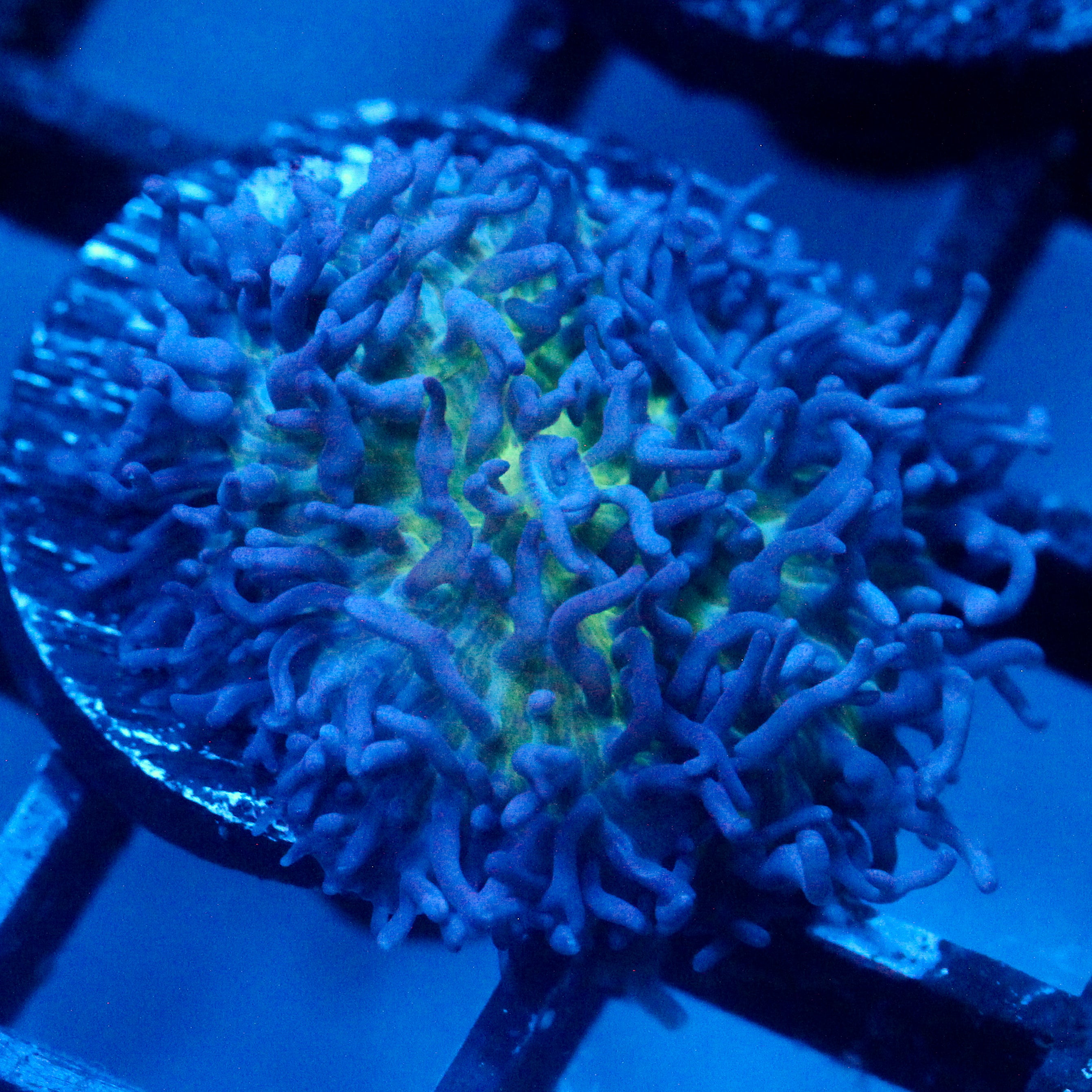 JC Fuzzy Mushroom