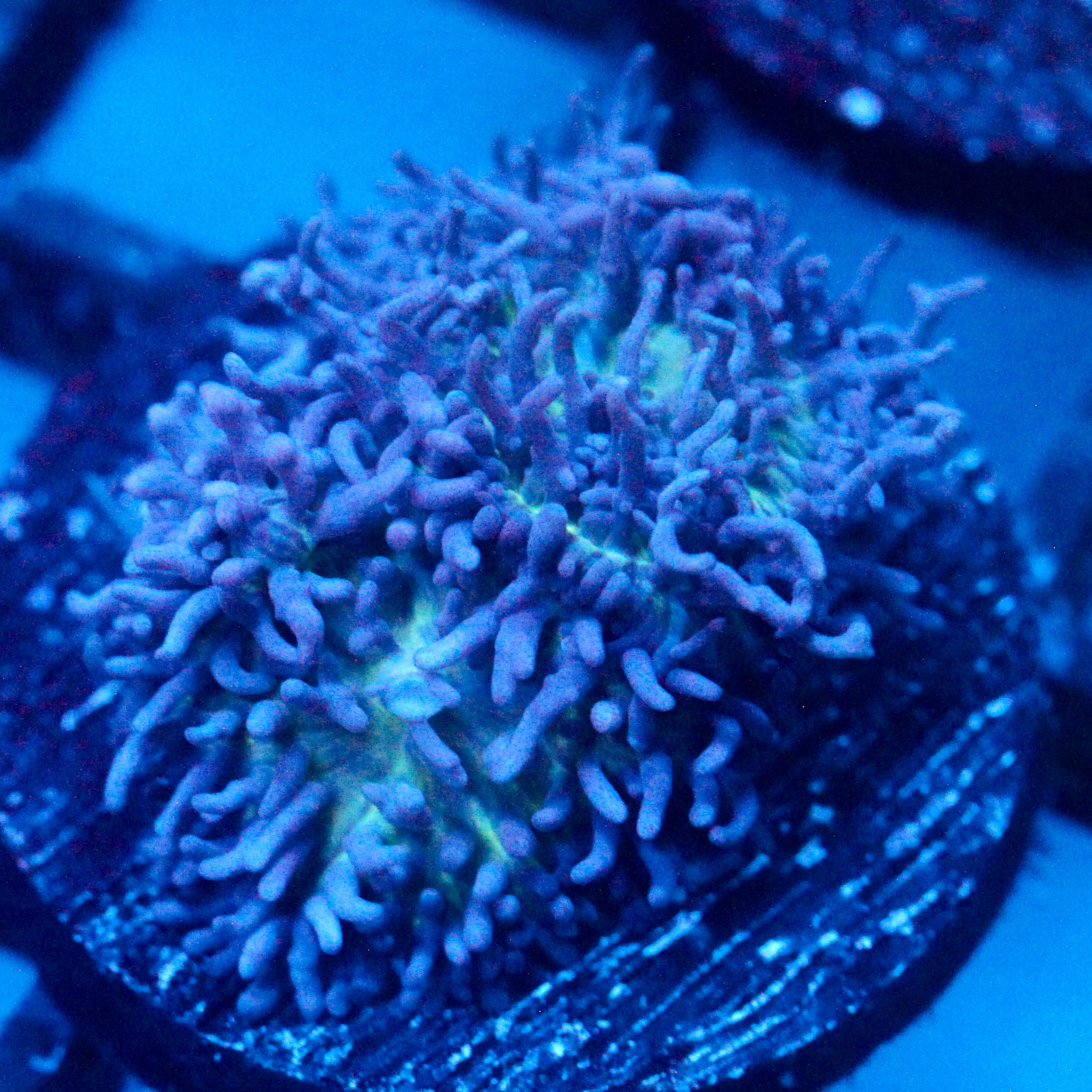 JC Fuzzy Mushroom