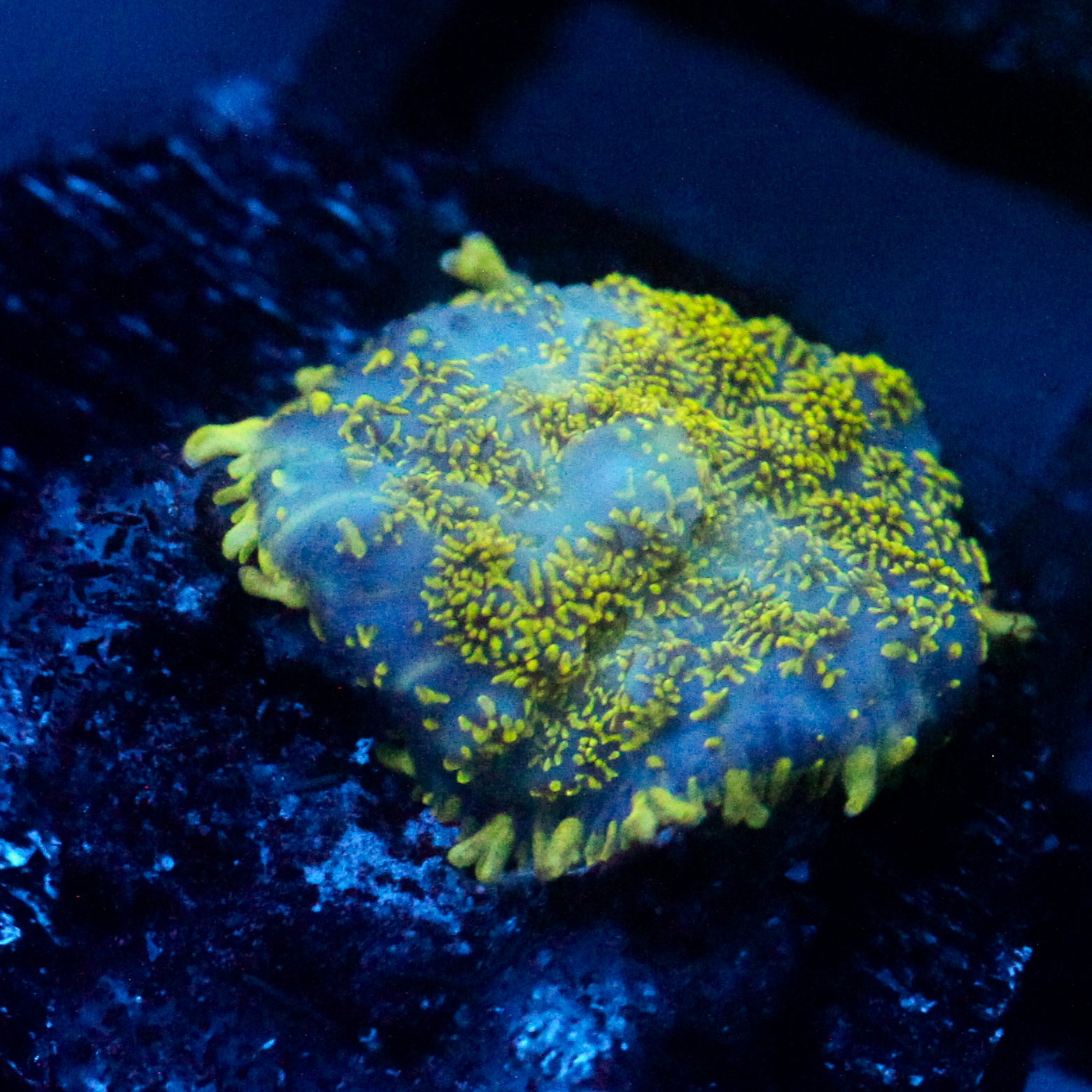JC Glowstone Rhodactis