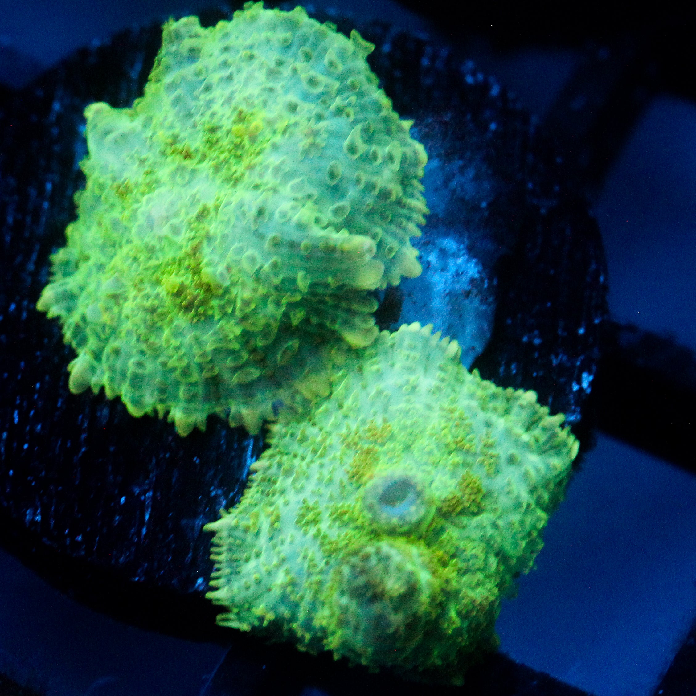 JC Lush Mesa Rhodactis