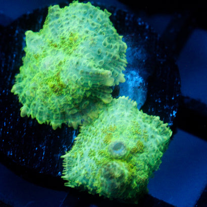 JC Lush Mesa Rhodactis