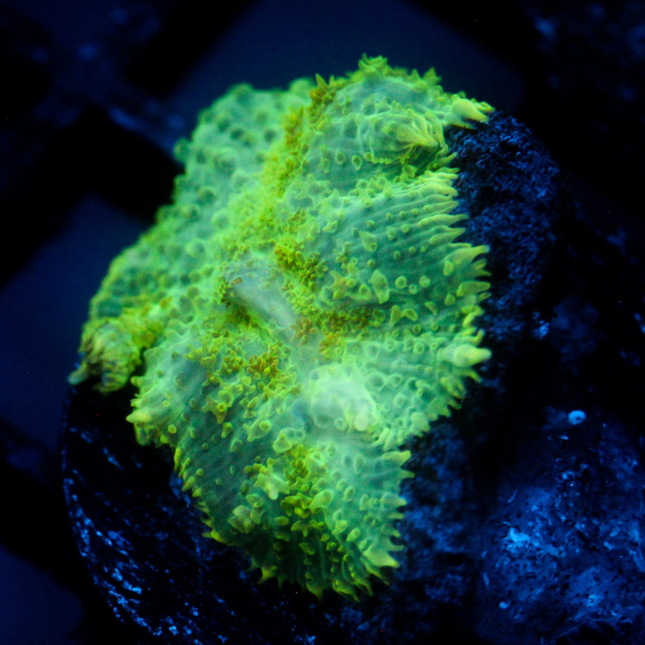 JC Lush Mesa Rhodactis