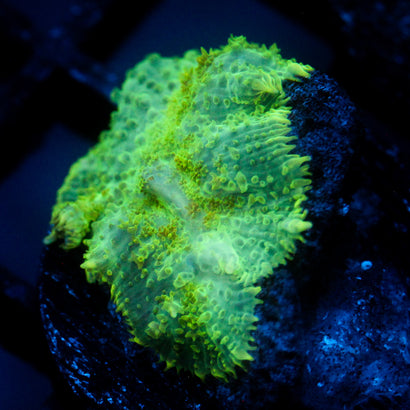 JC Lush Mesa Rhodactis