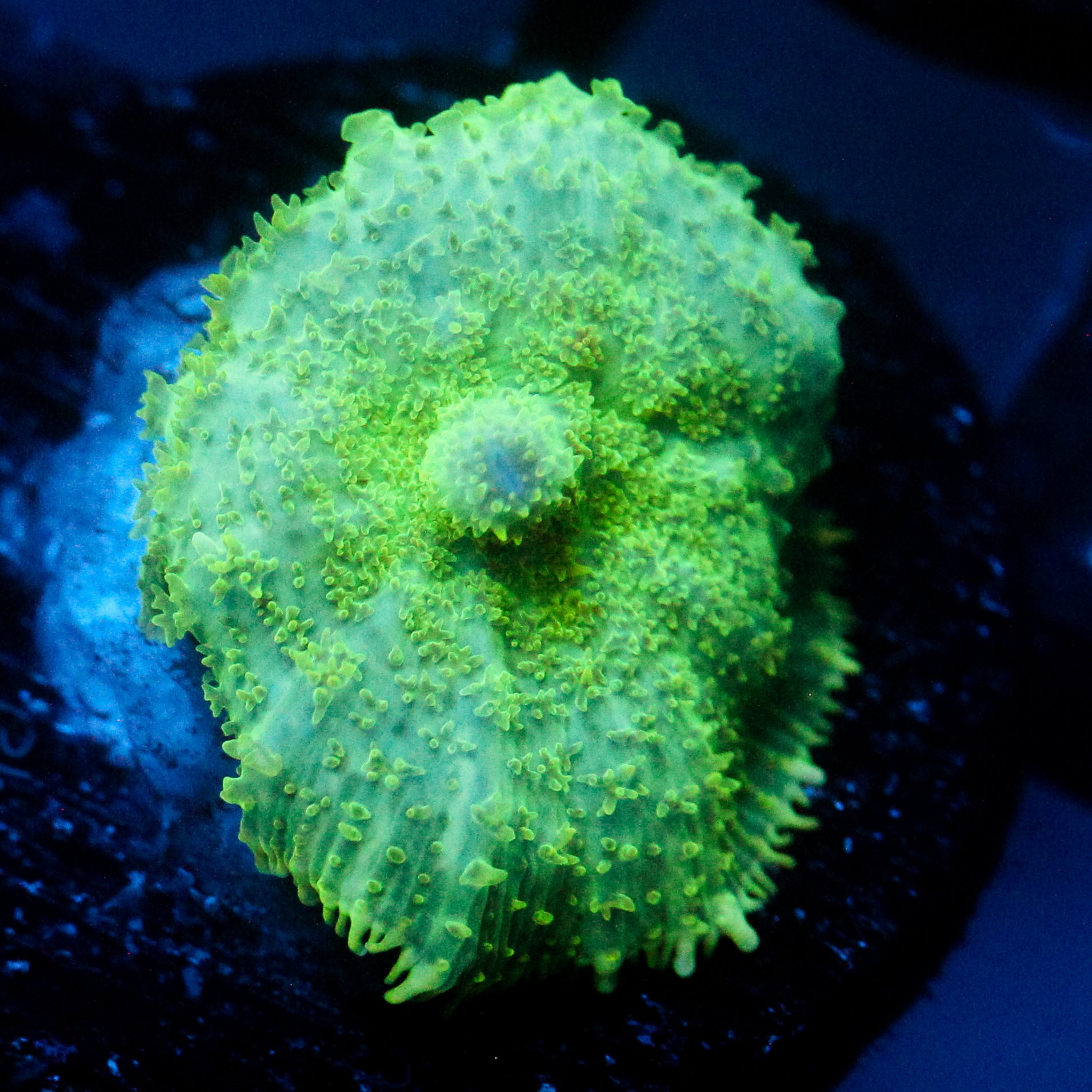 JC Lush Mesa Rhodactis