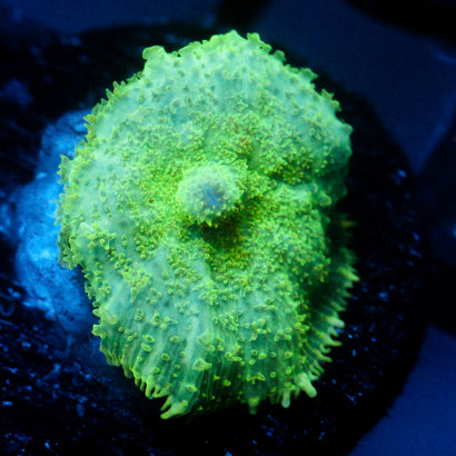 JC Lush Mesa Rhodactis