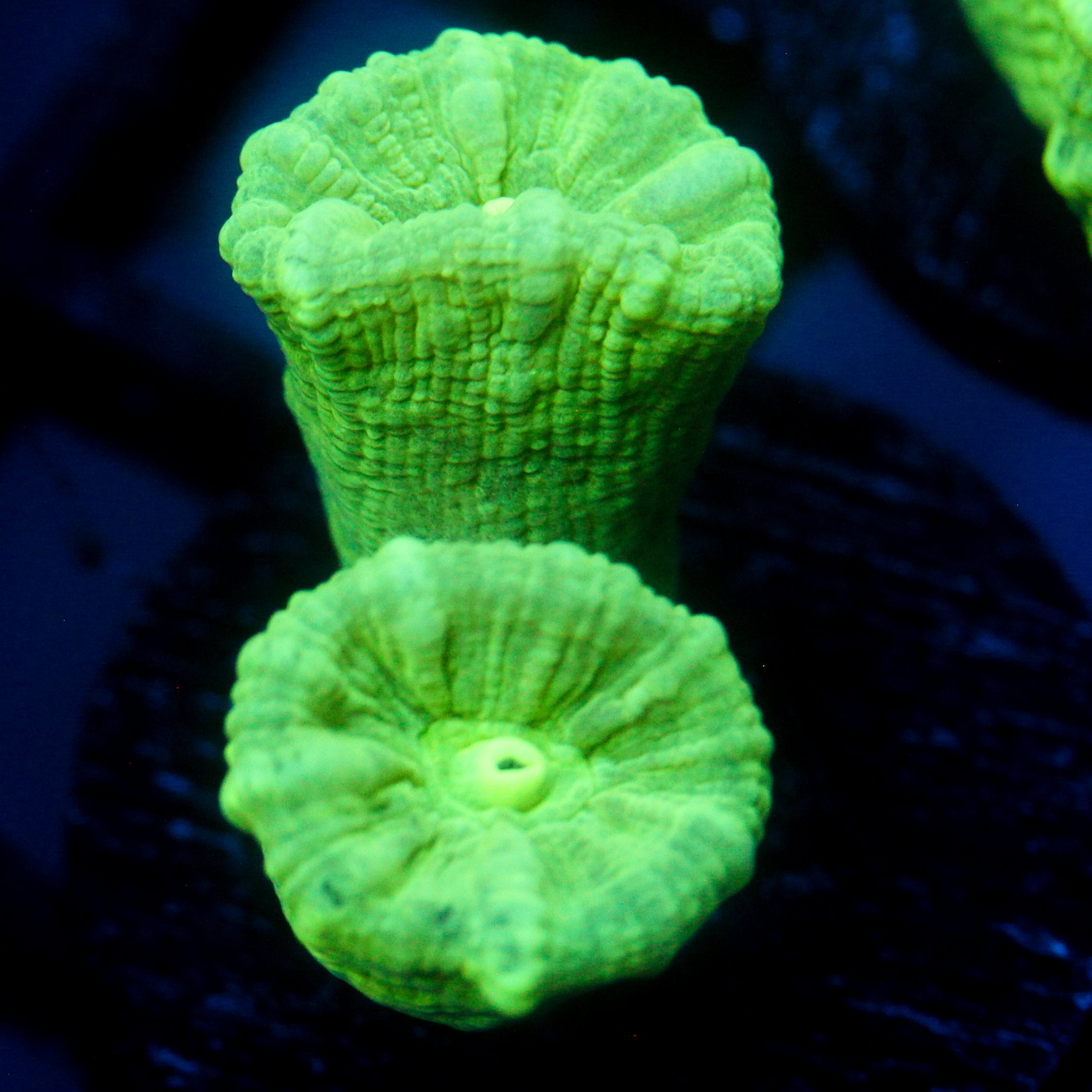JC Neon Green Trumpet