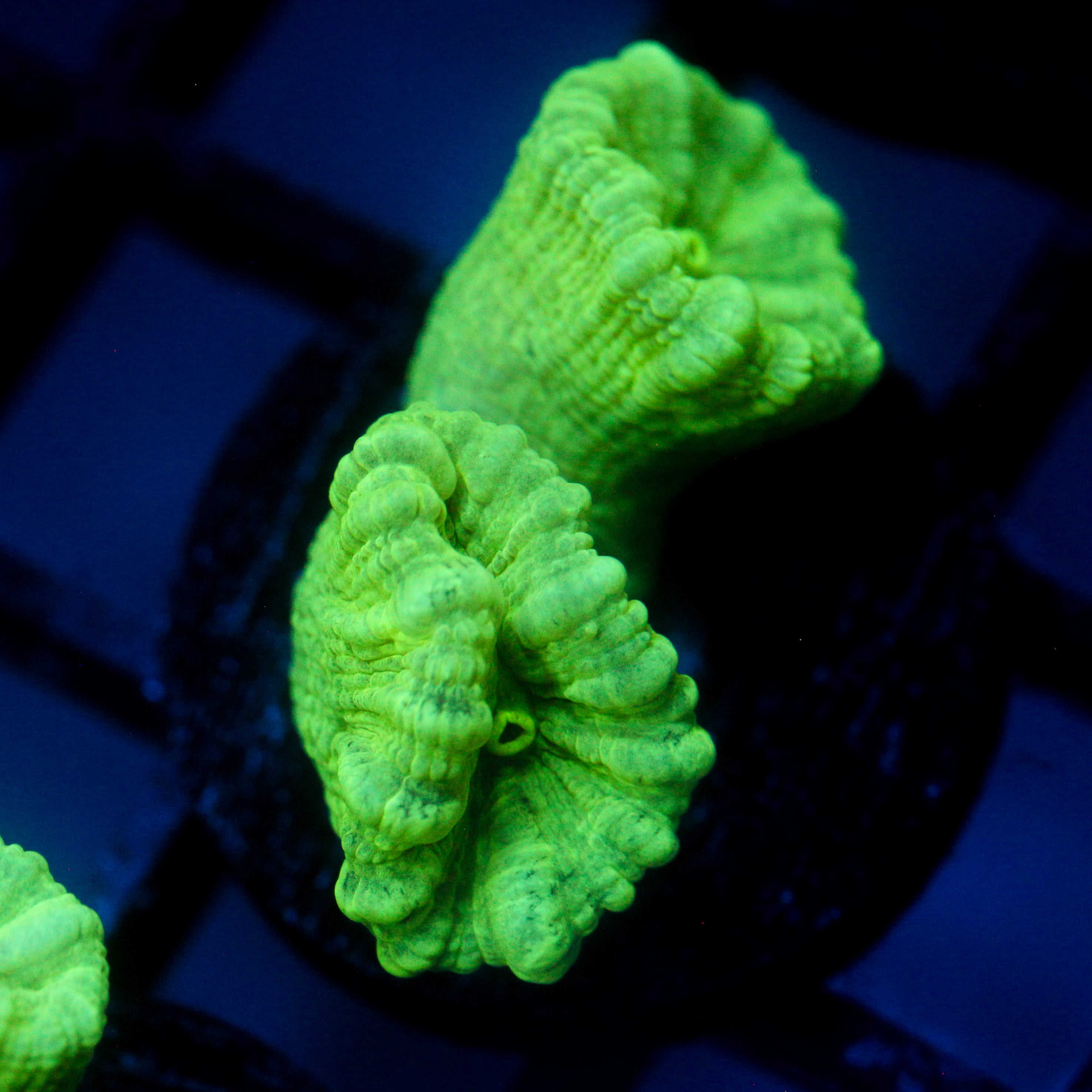 JC Neon Green Trumpet