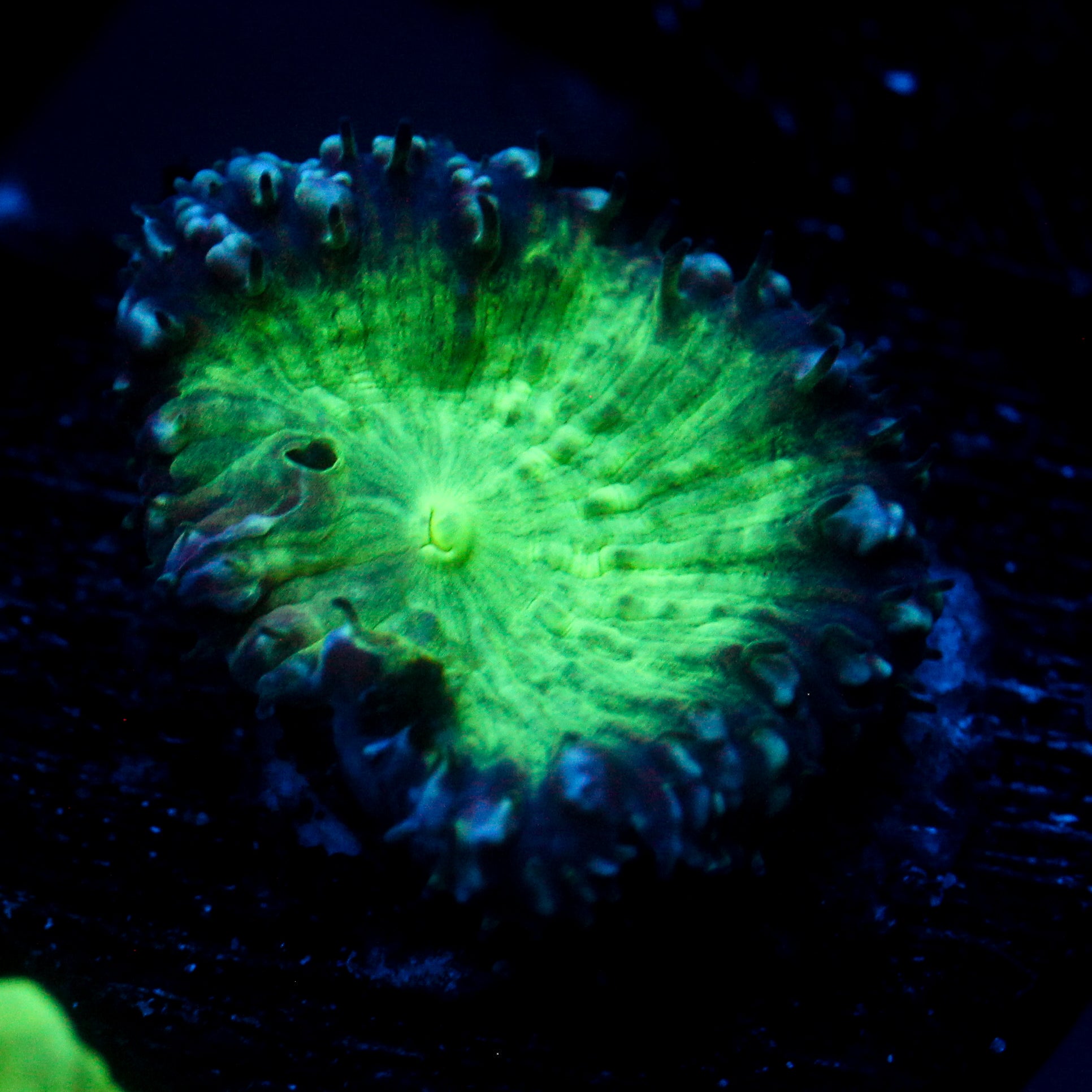 JC Green Tip Toadstool