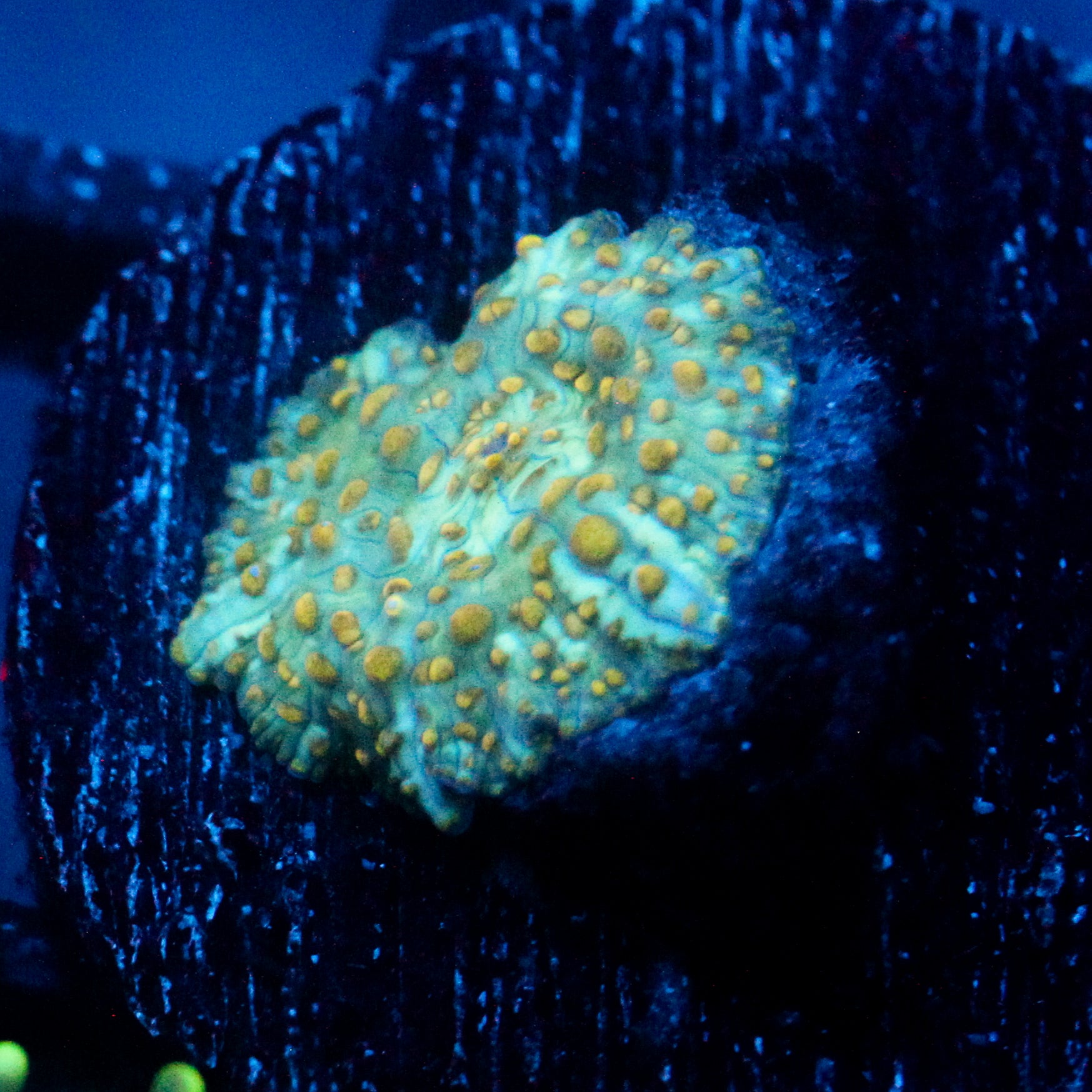 JC Lime Wire Gsp