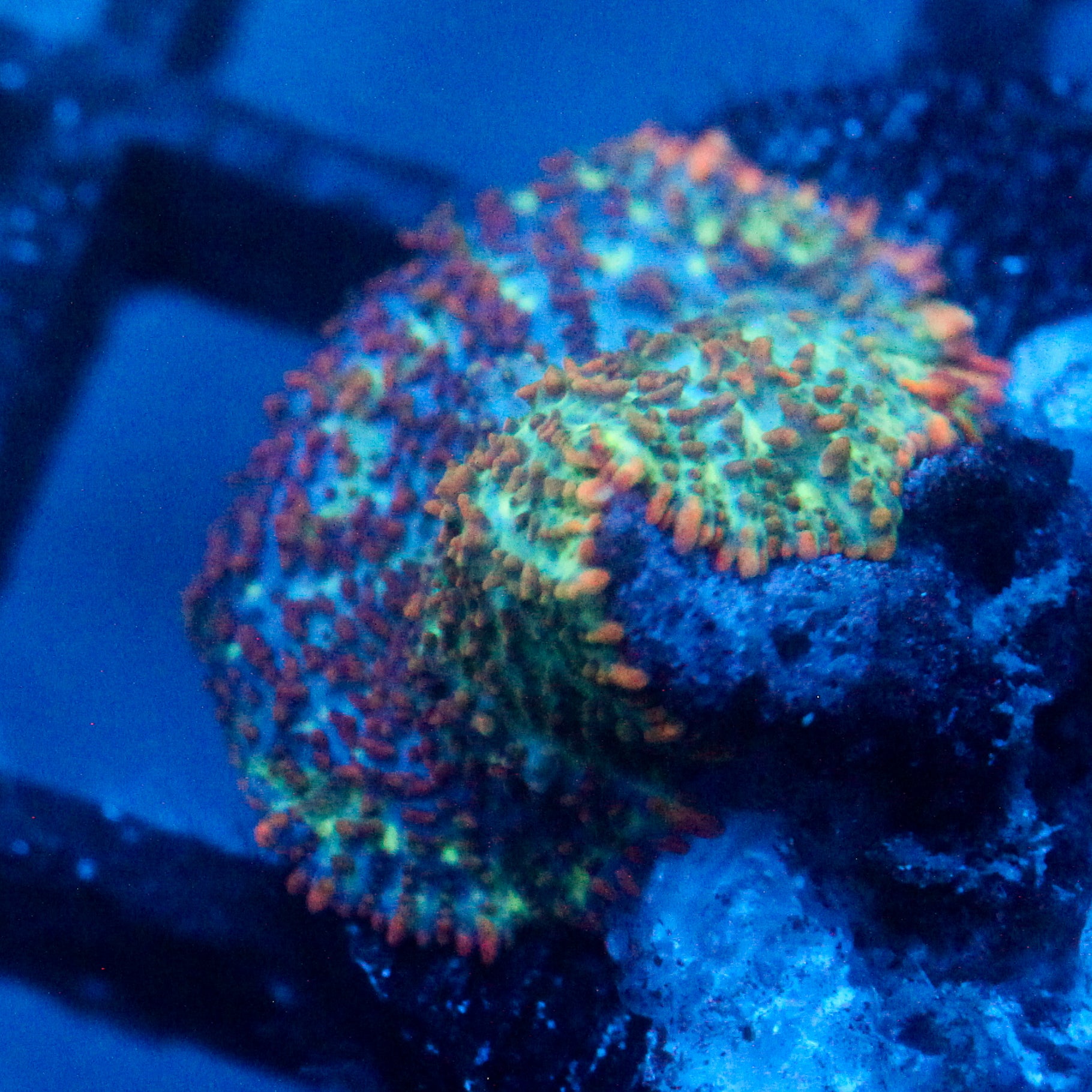 JC GSP