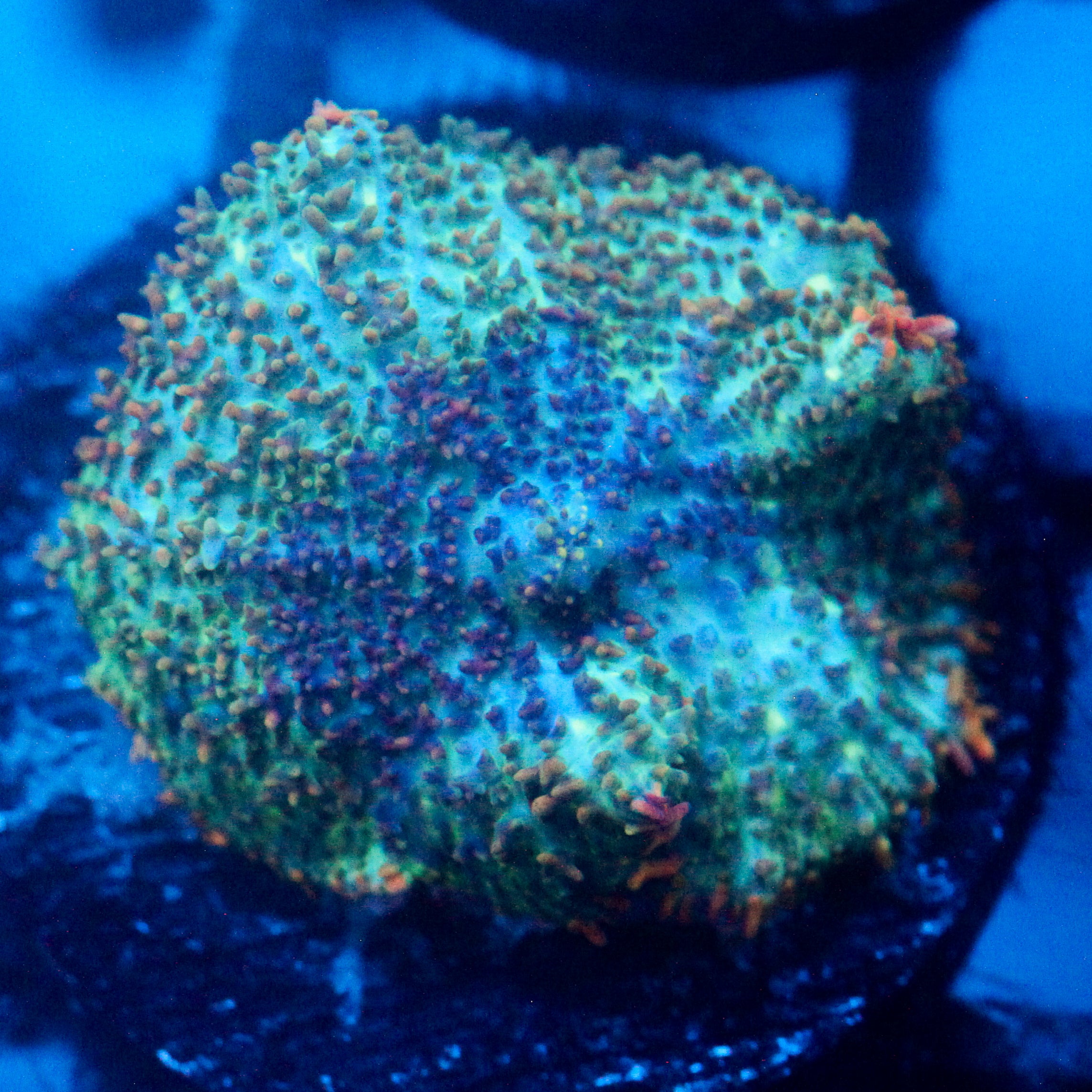 JC War torn Favia