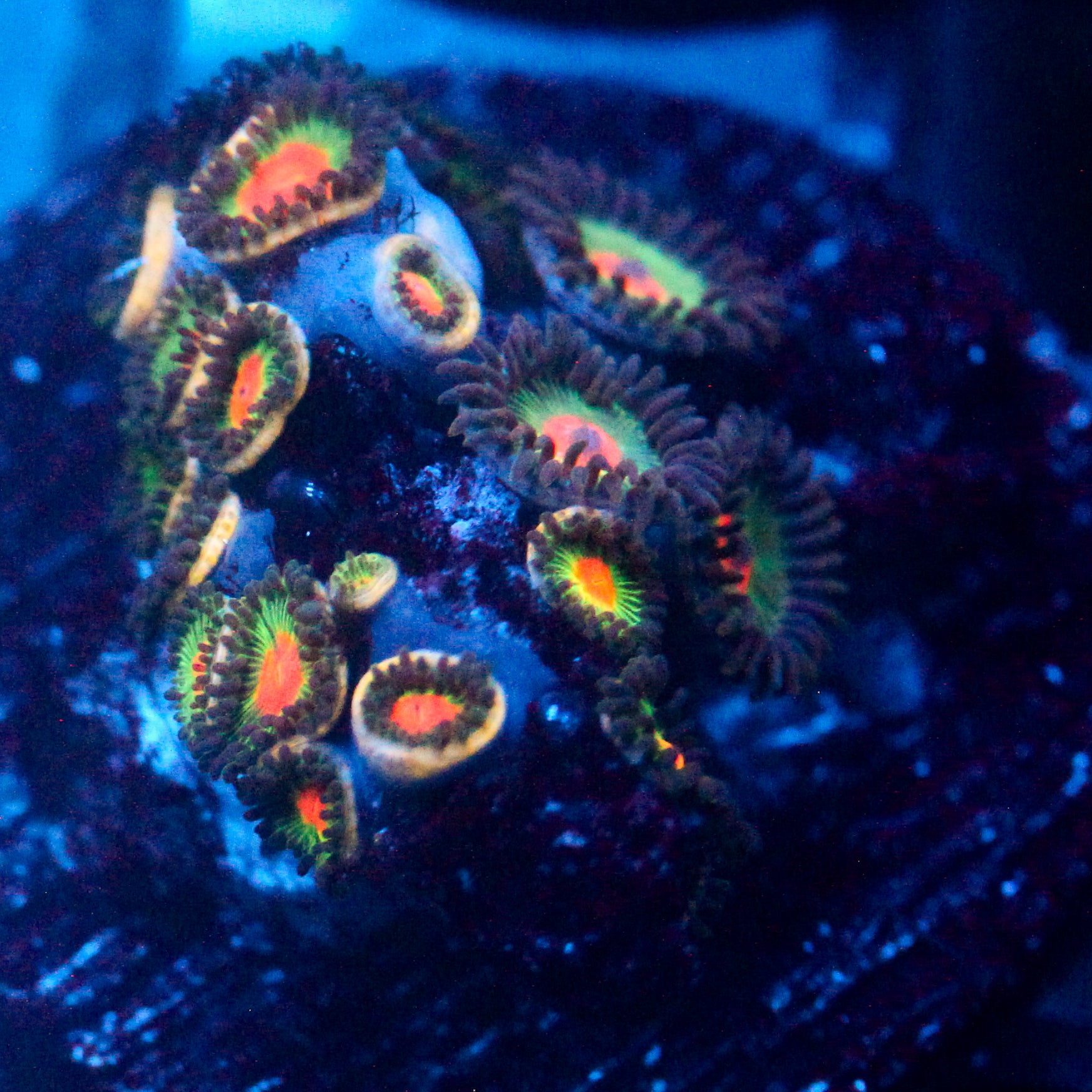 JC Enchantress Polyp Coral