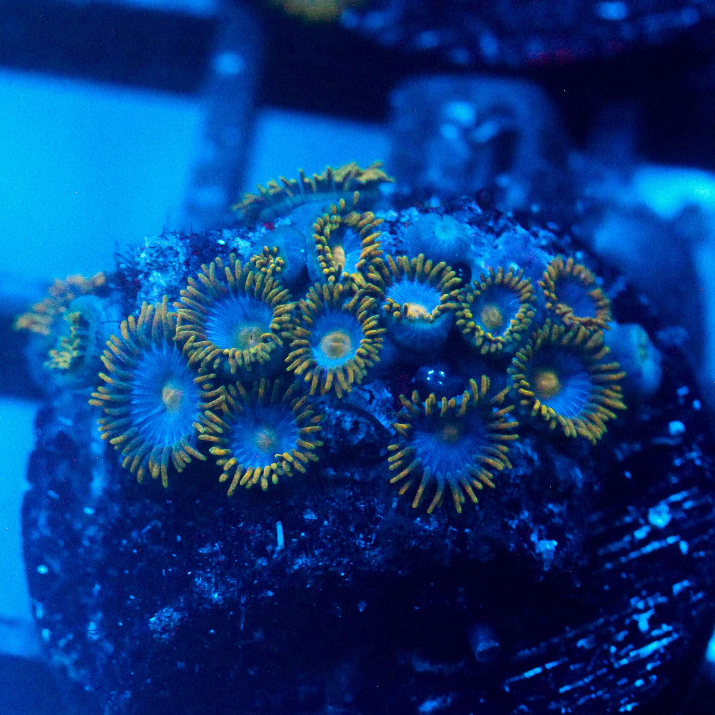 JC Enchantress Polyp Coral