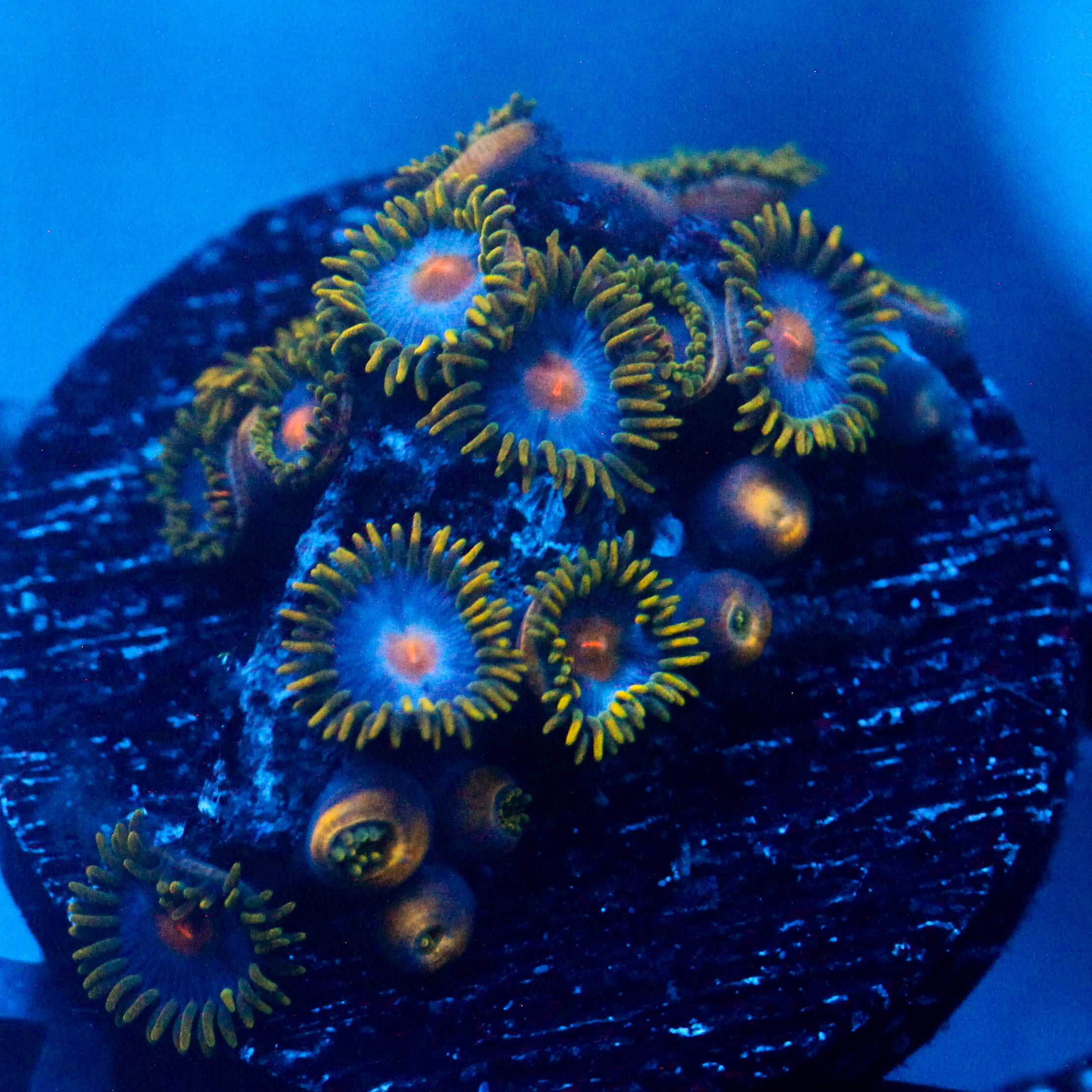 JC Orange Tip Clove Polyp
