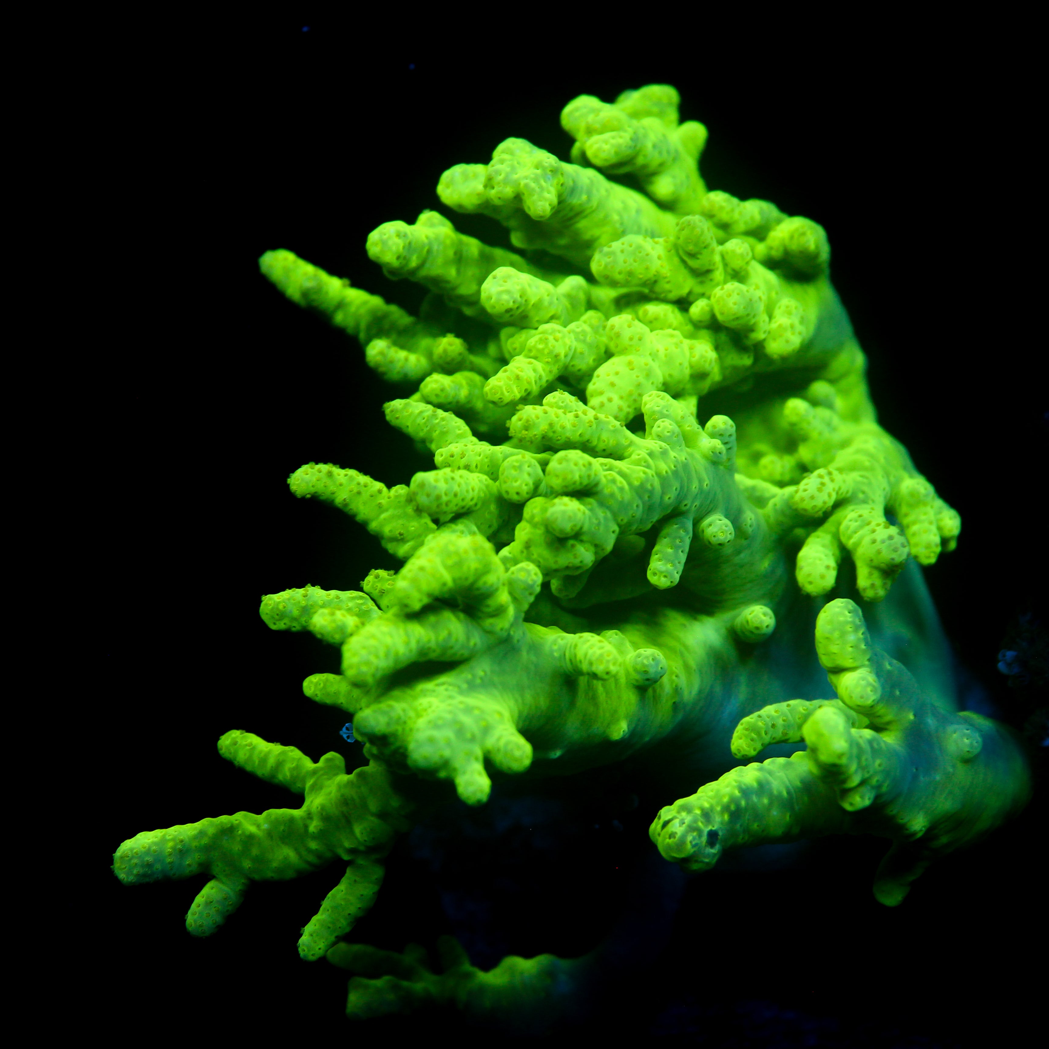 JC Orange Tip Clove Polyp