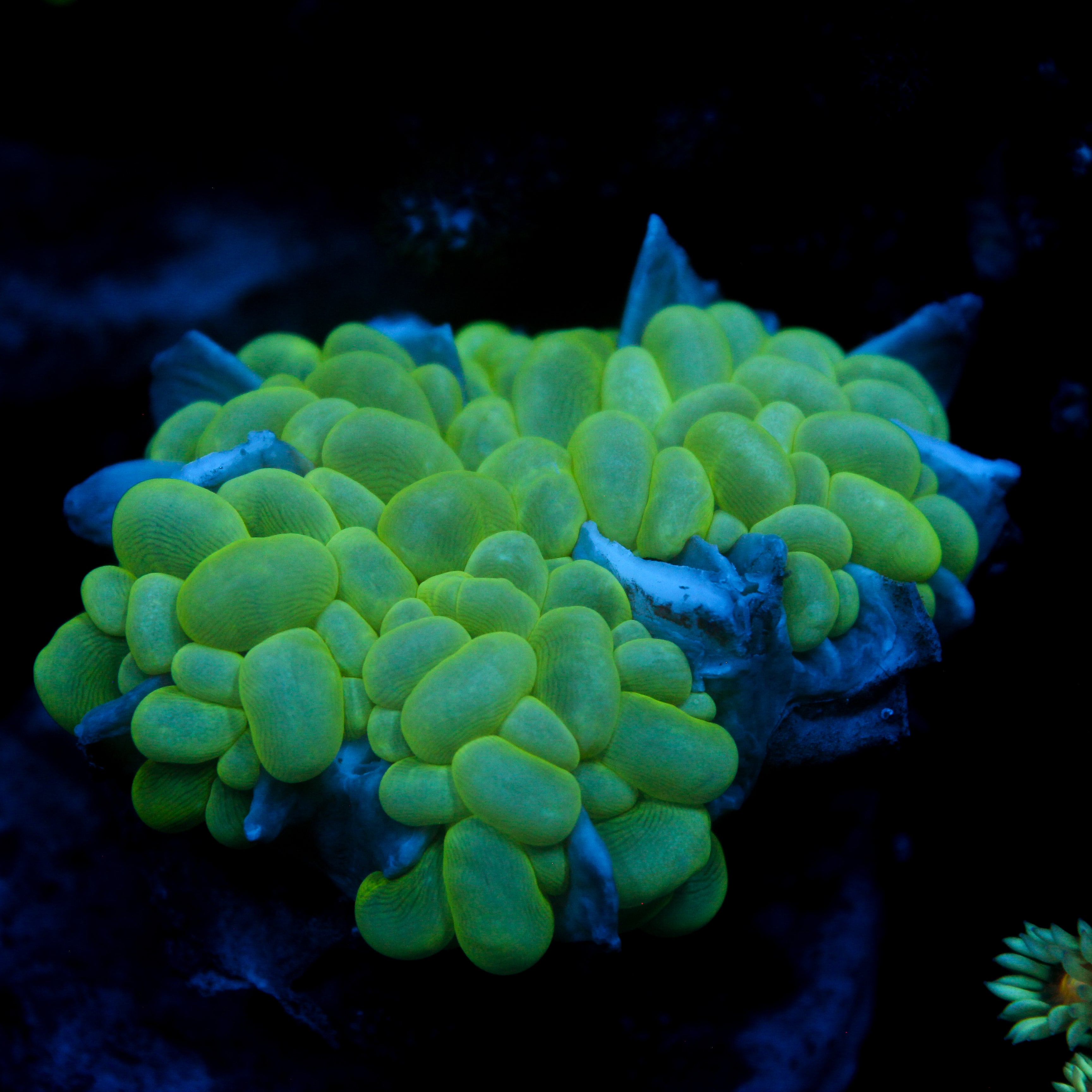 JC Flourish Fluff Blasto Merletti