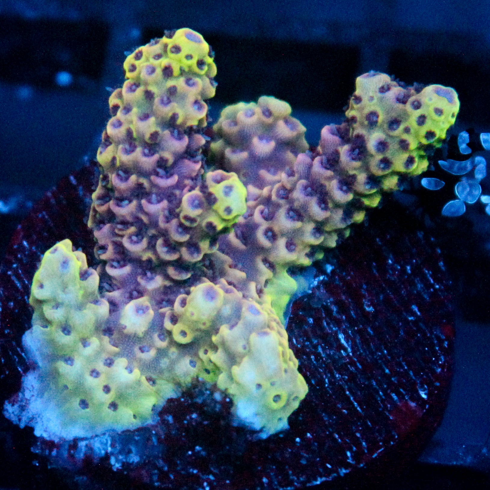 JC Edge of Reality Zoanthid