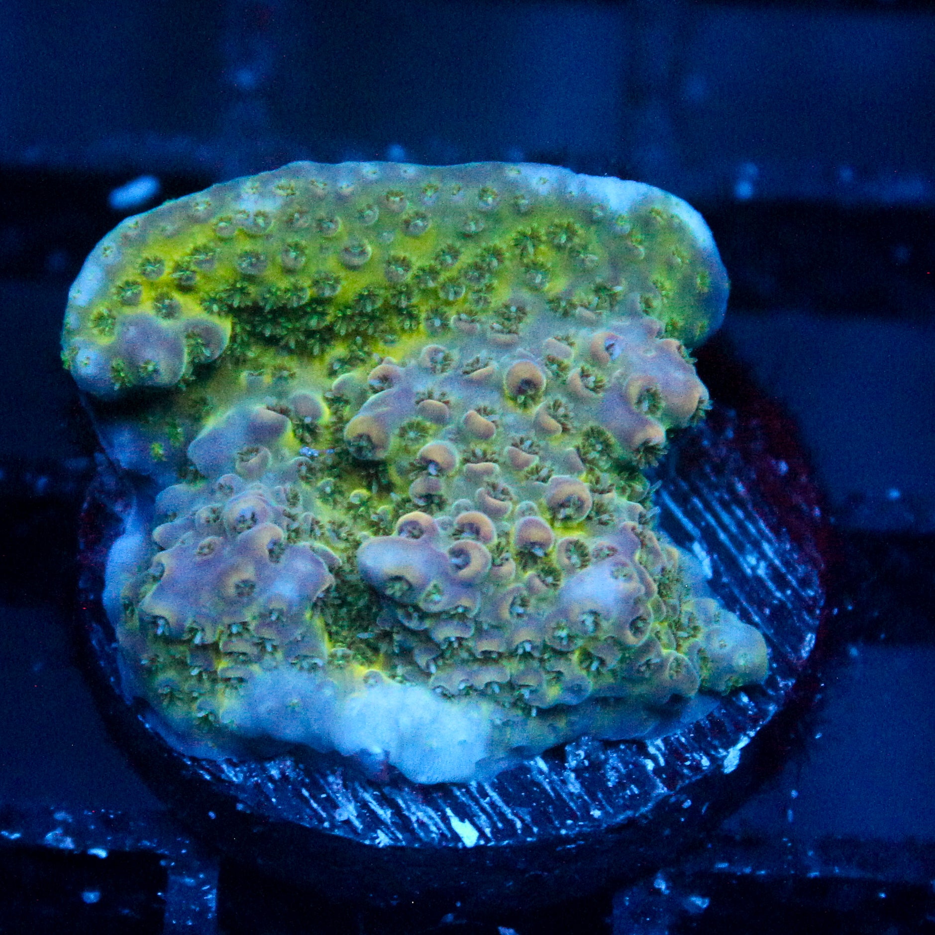 JC GSP