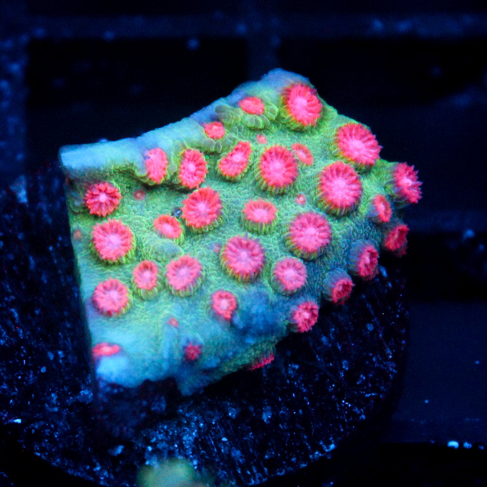 JC Gold Gobbler Zoanthid
