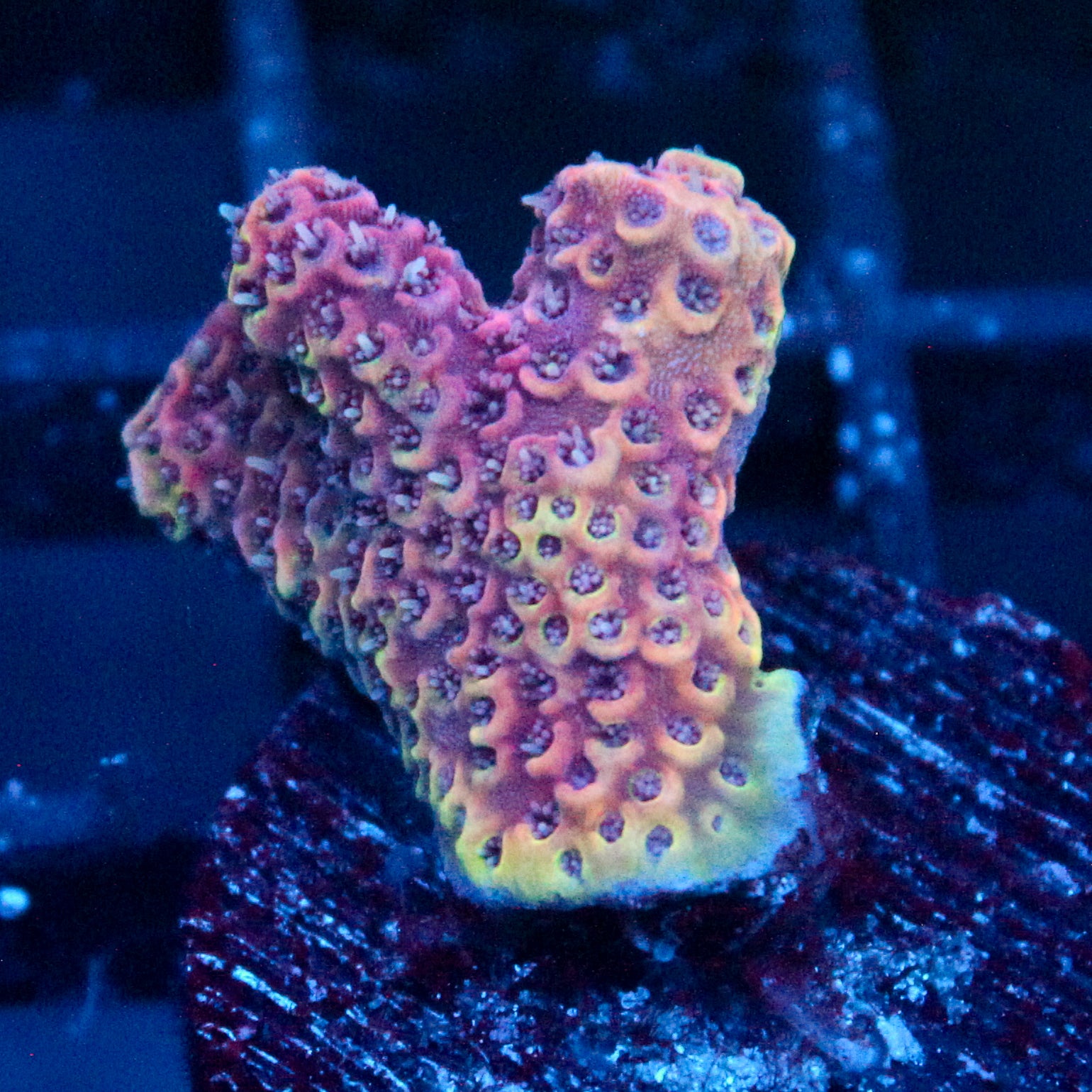 JC Minty gsp