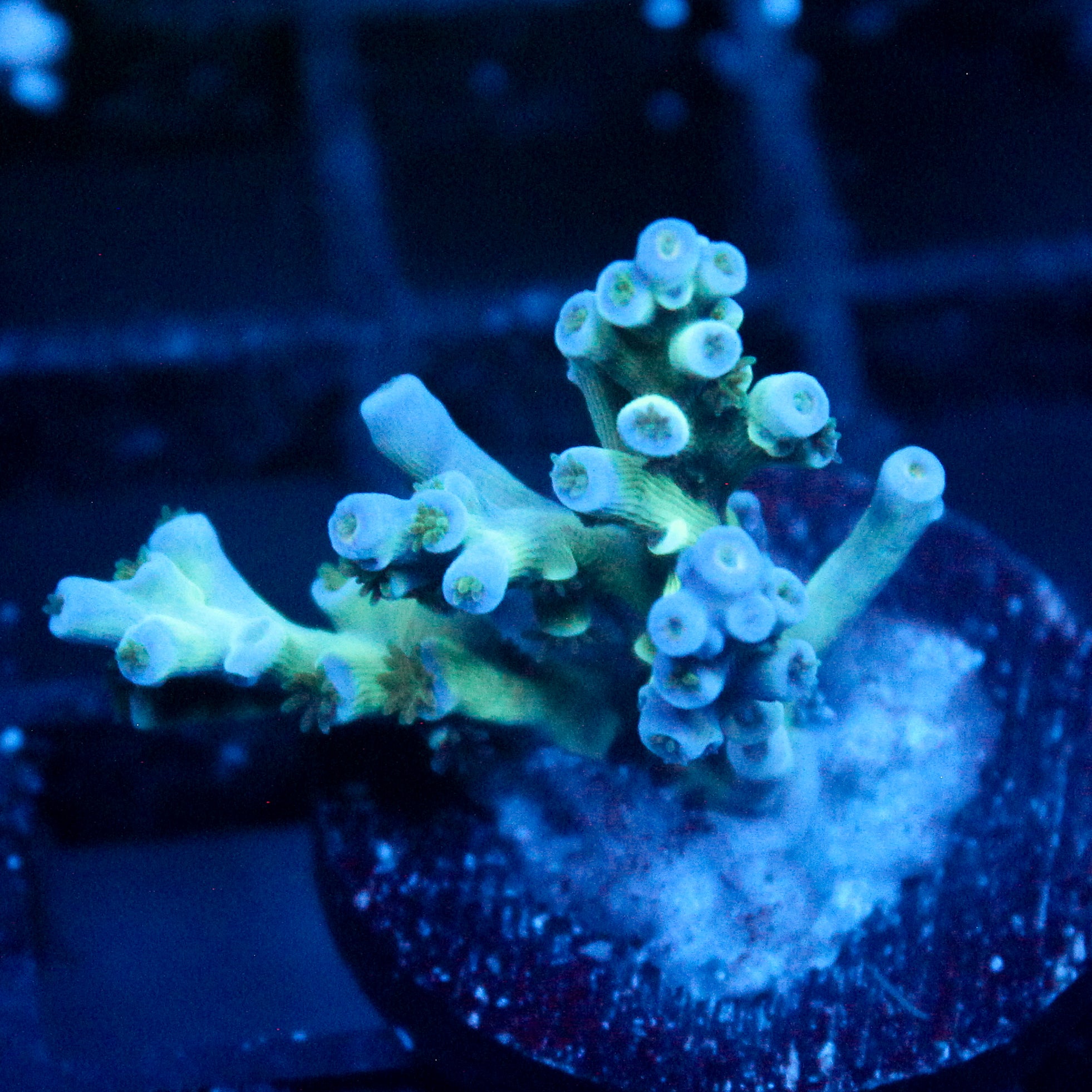 JC Zoa Garden Seed