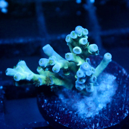 JC Zoa Garden Seed