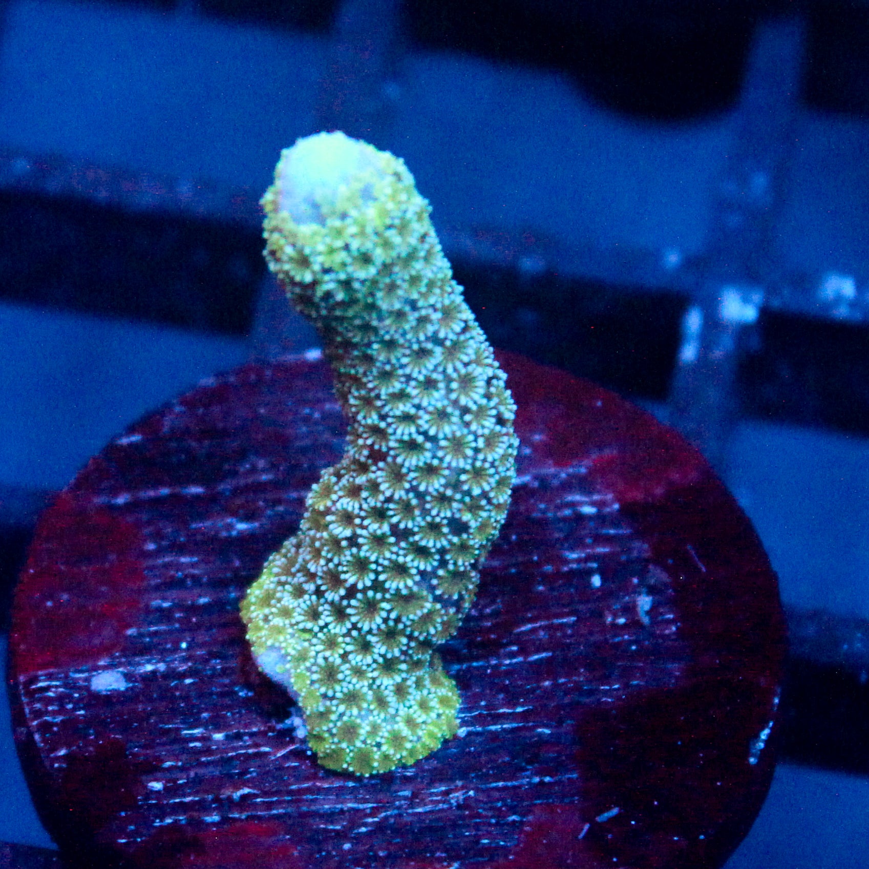 JC Neon Green Trumpet