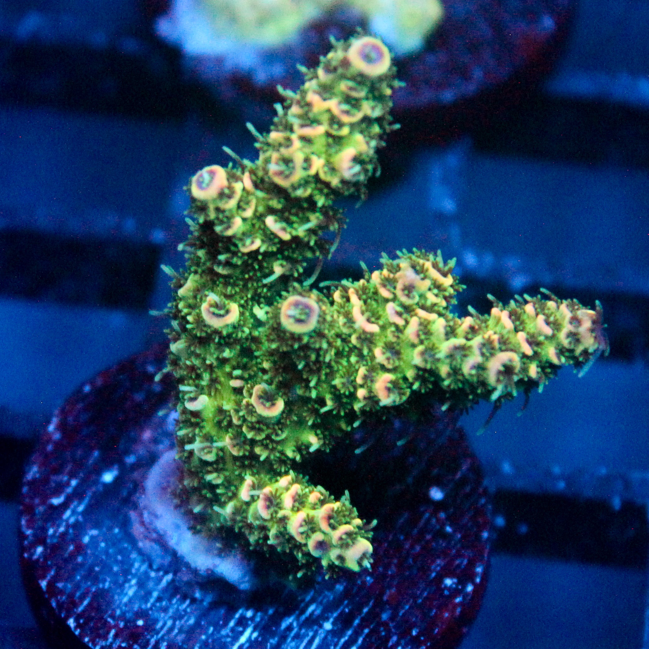 JC Neon Trumpet Coral