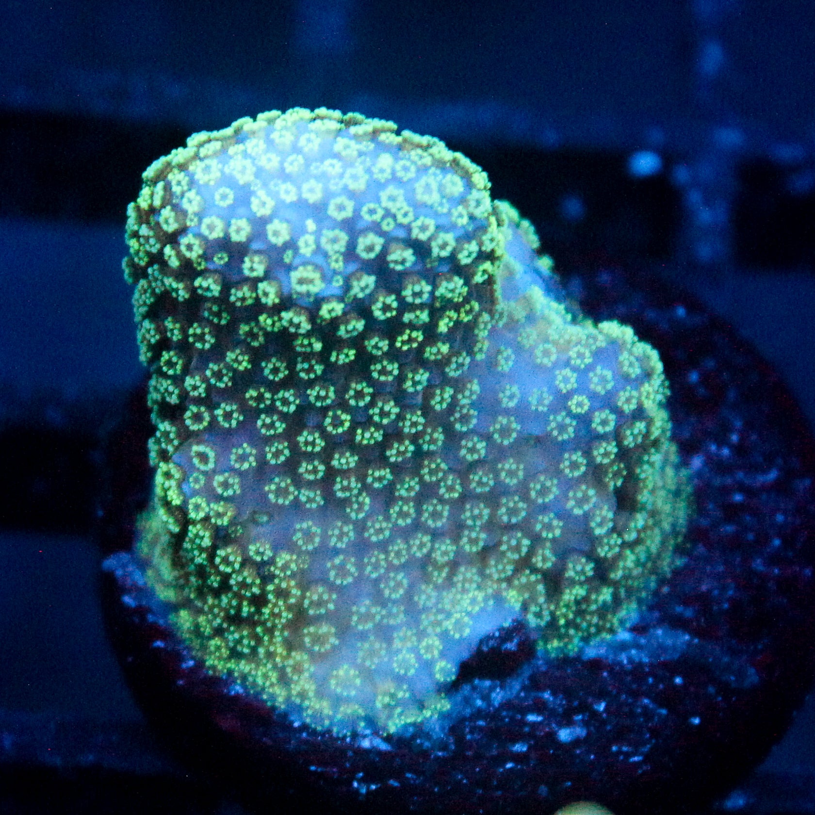 JC Gold Burst Zoanthid