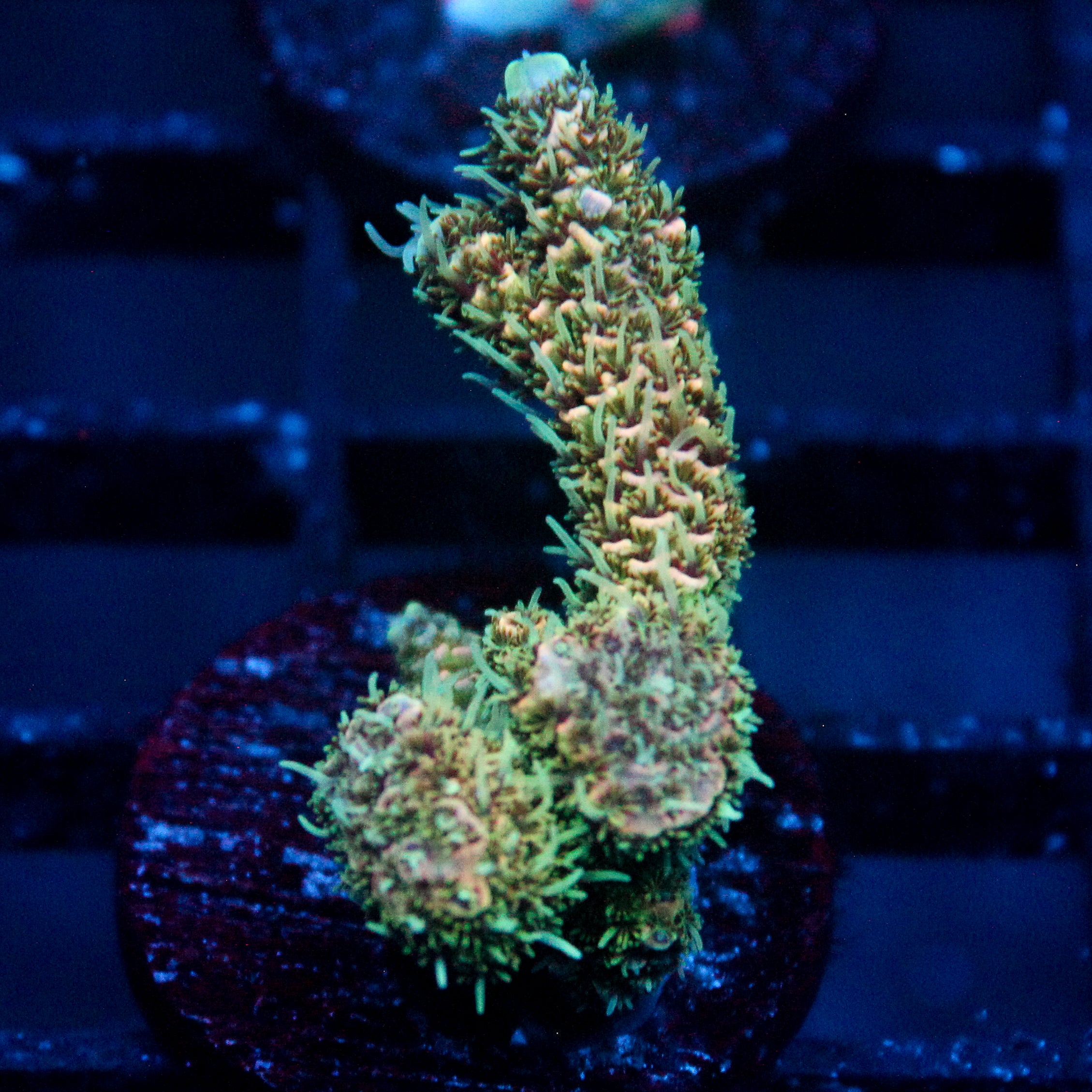 JC Alien Blood Zoanthid