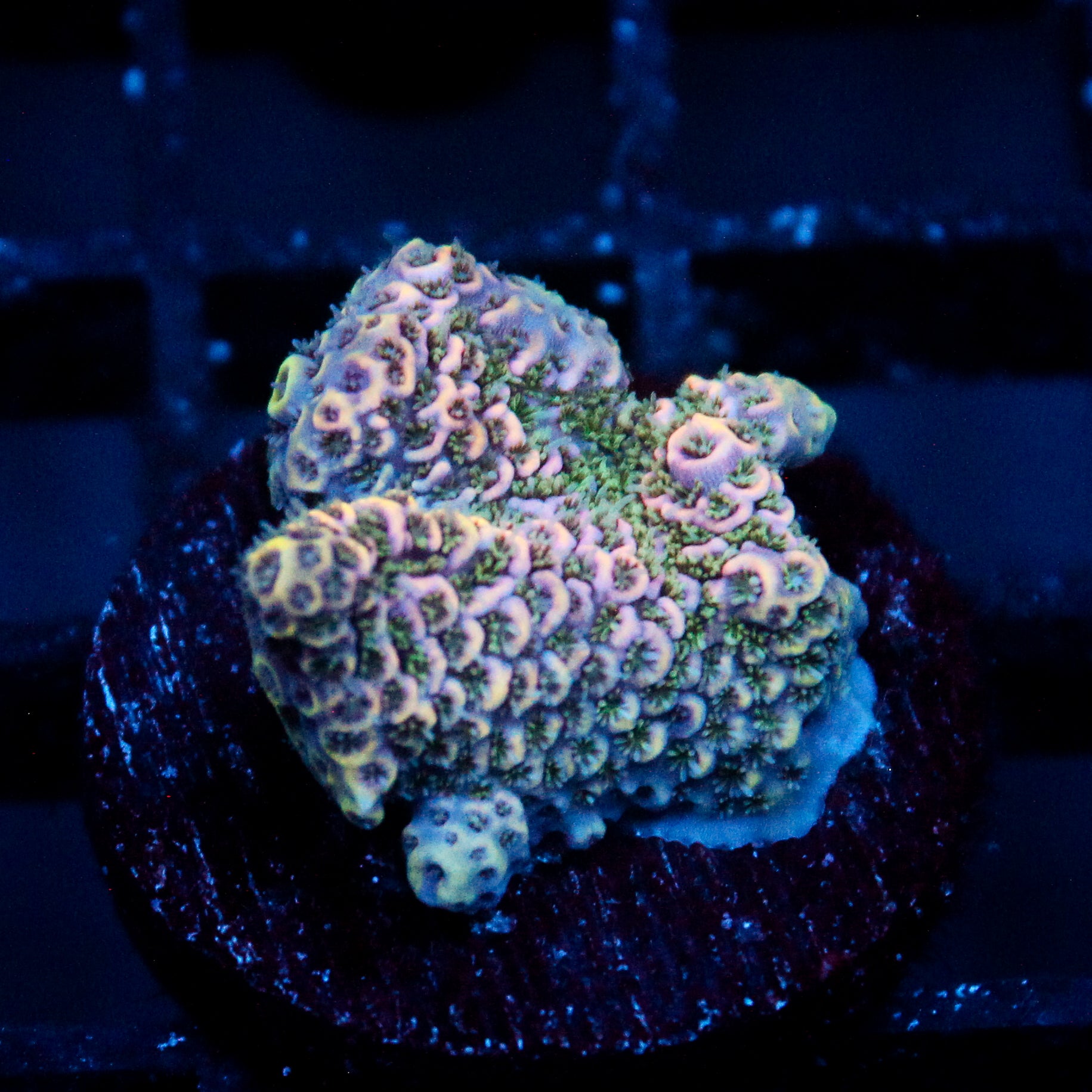 JC Gatorade Zoanthids