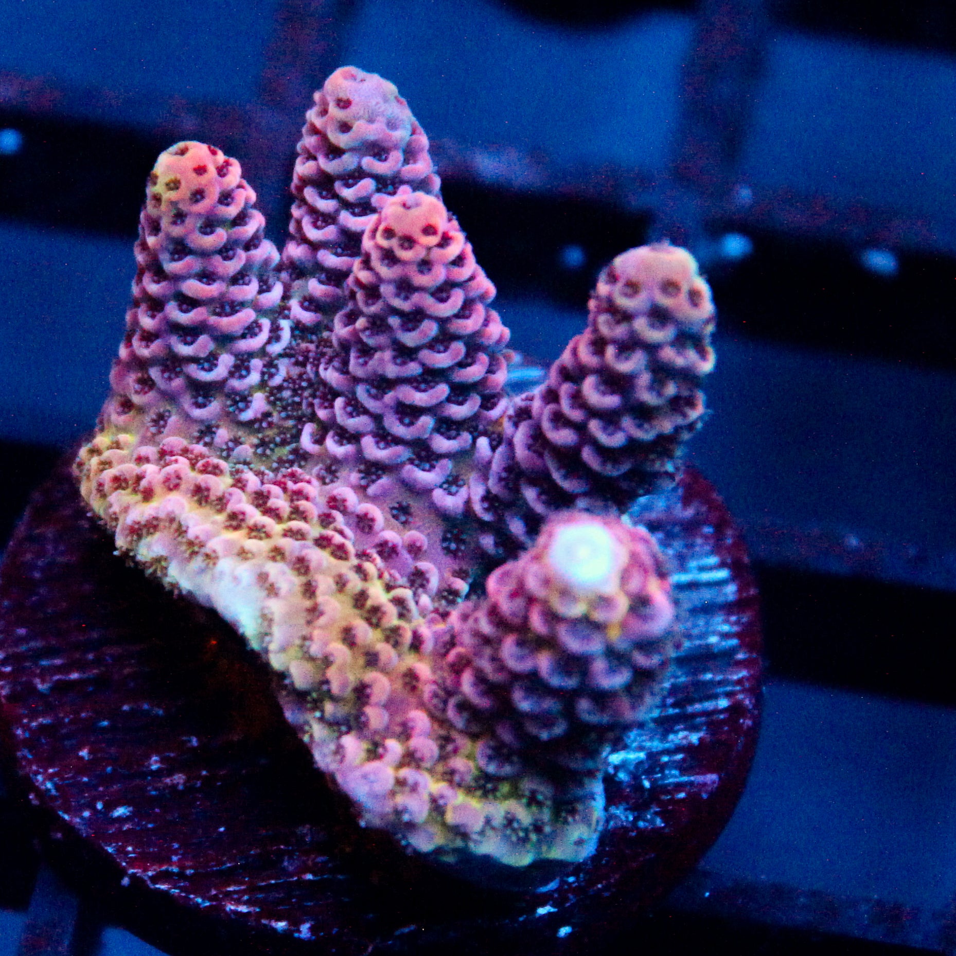 JC Alien Blood Zoanthid