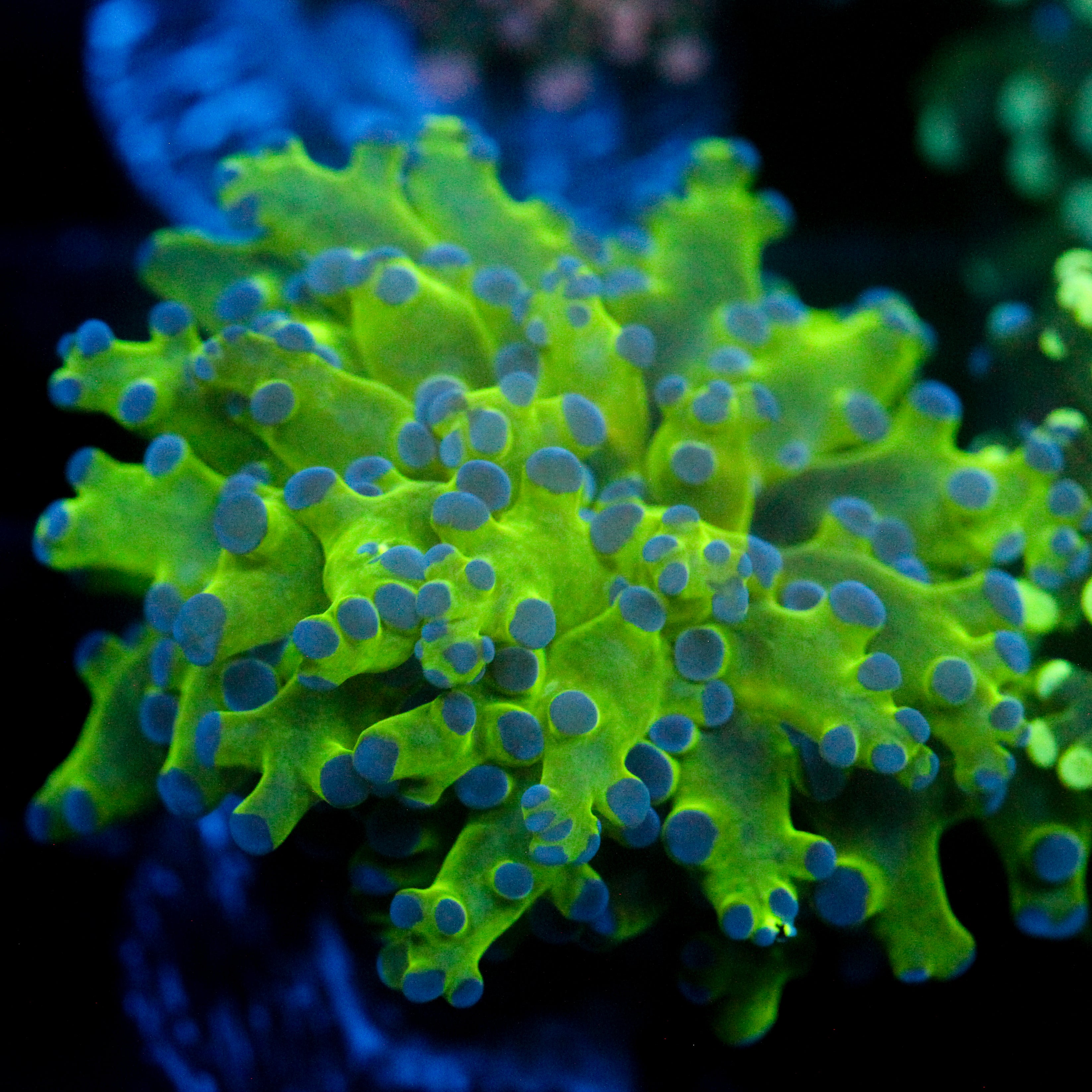 JC Hulk Frogspawn