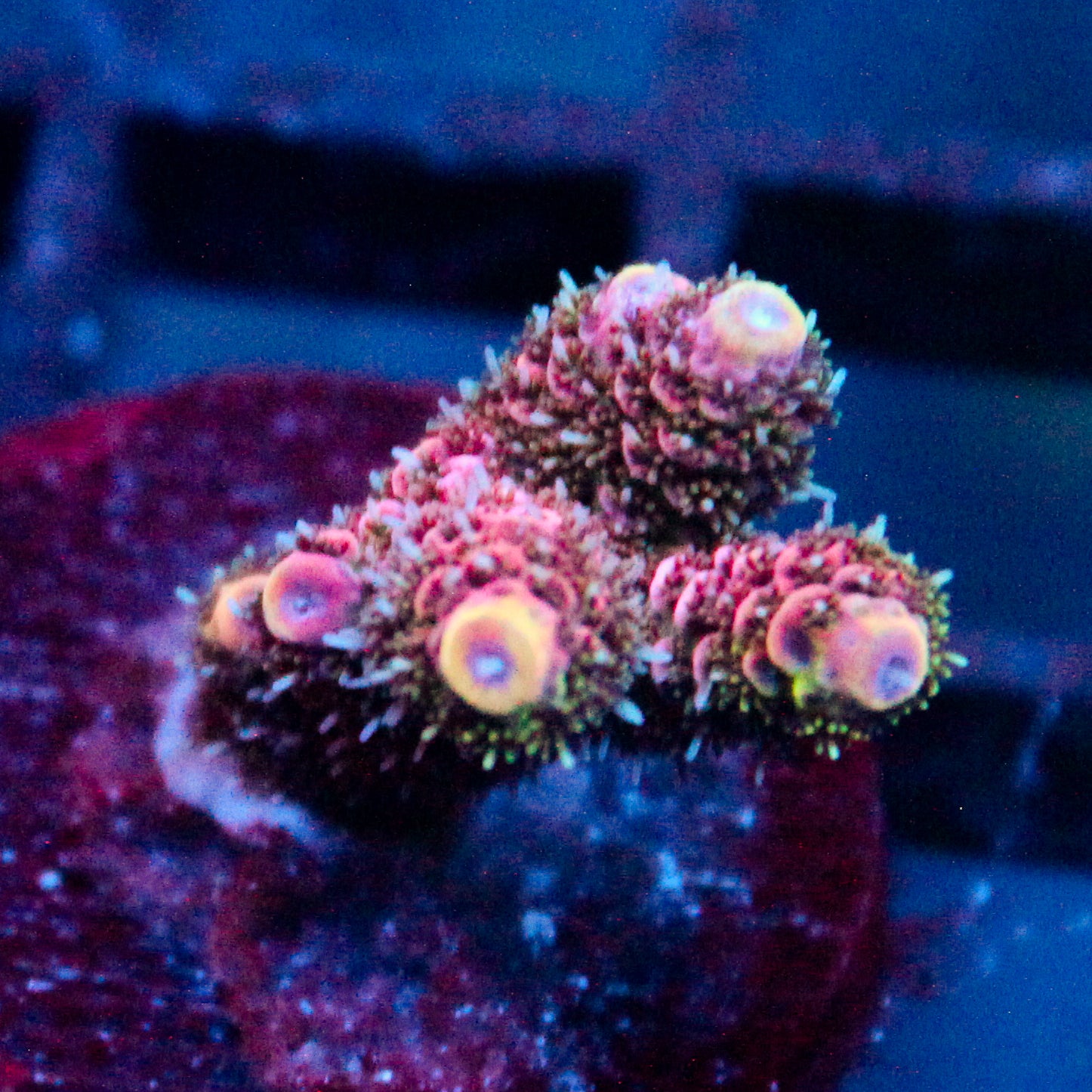 JC Zoa Garden Seed